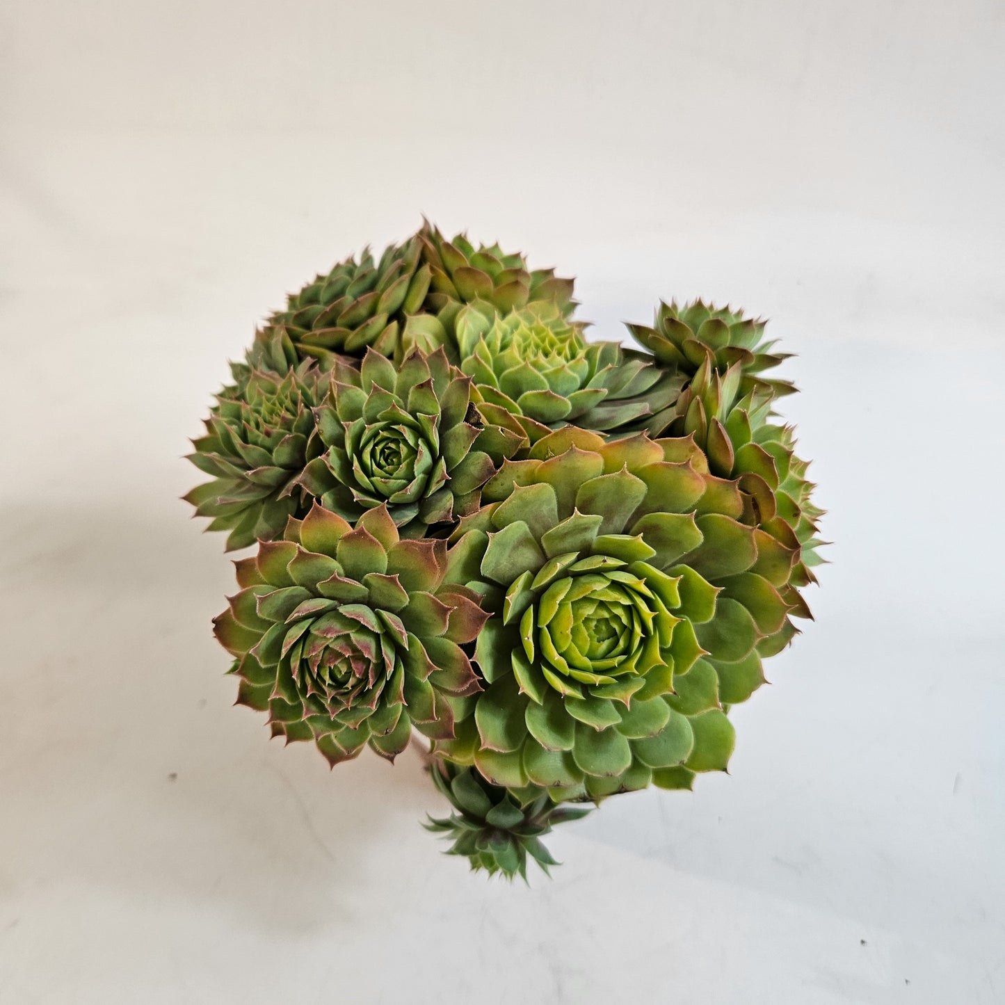 Sempervivum CHICK CHARMS GOLD NUGGET 12cm H15cm