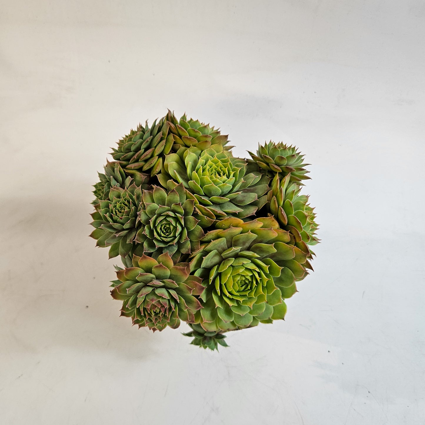 Sempervivum CHICK CHARMS GOLD NUGGET 12cm H15cm