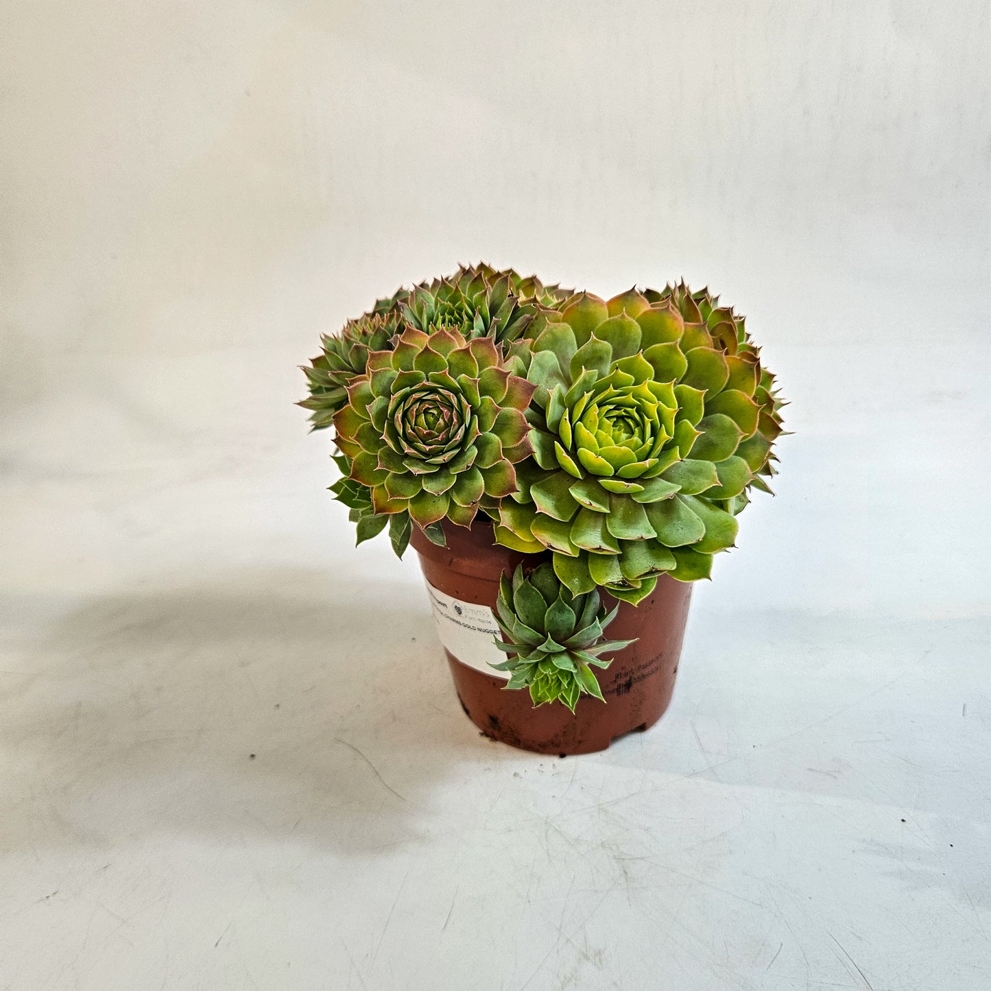 Sempervivum CHICK CHARMS GOLD NUGGET 12cm H15cm