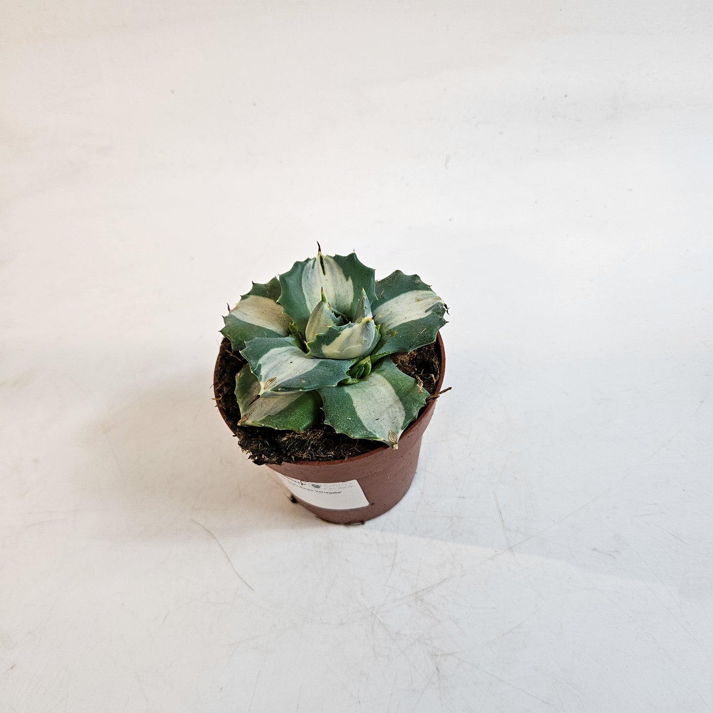 Agave potatorum 'Ouhi-Raijin Variegata' 8.5cm H15cm