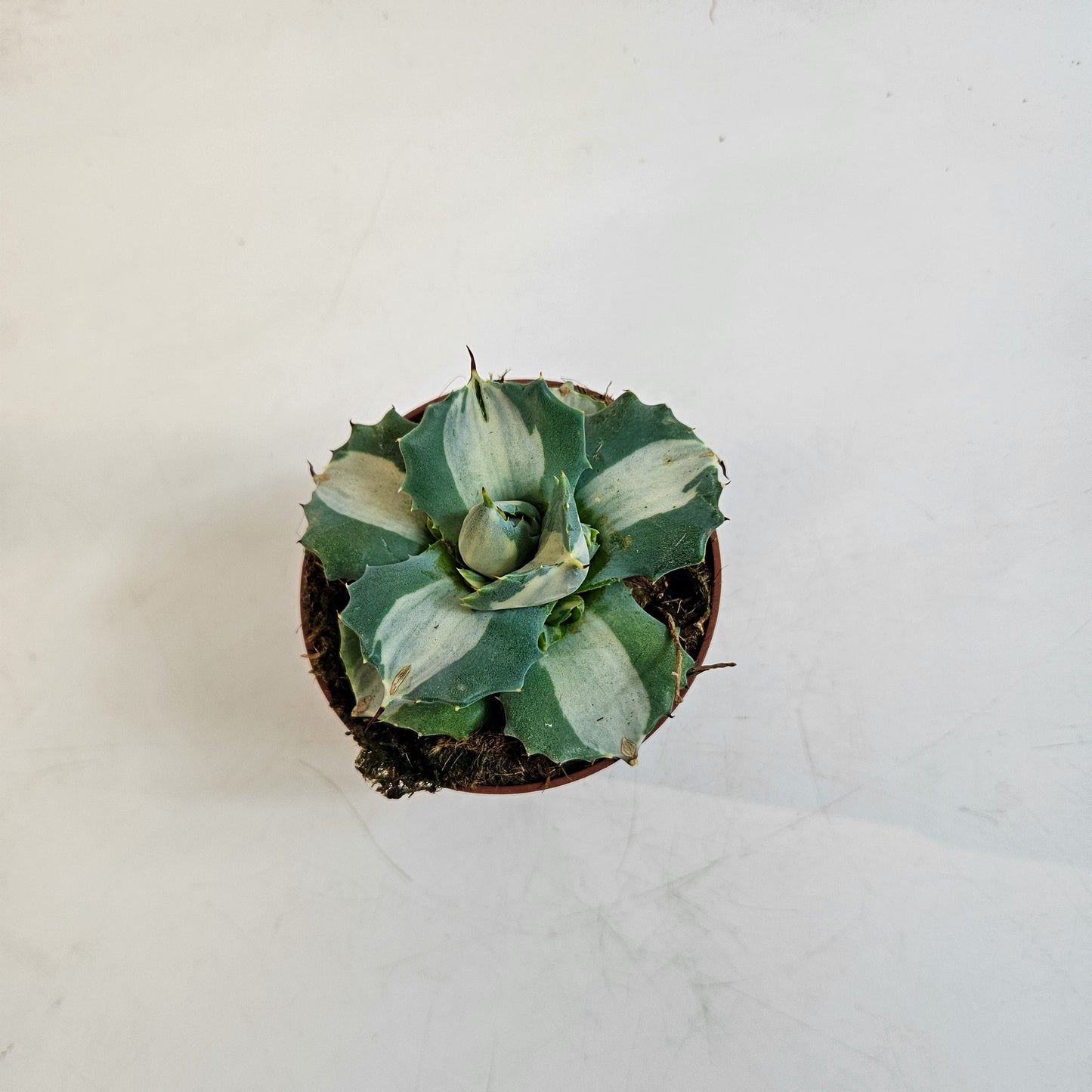 Agave potatorum 'Ouhi-Raijin Variegata' 8.5cm H15cm
