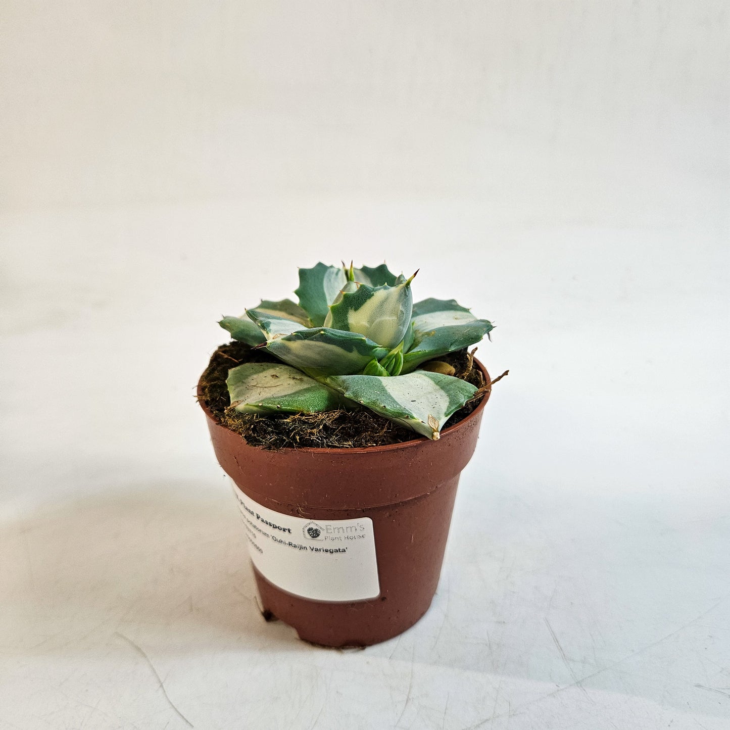 Agave potatorum 'Ouhi-Raijin Variegata' 8.5cm H15cm