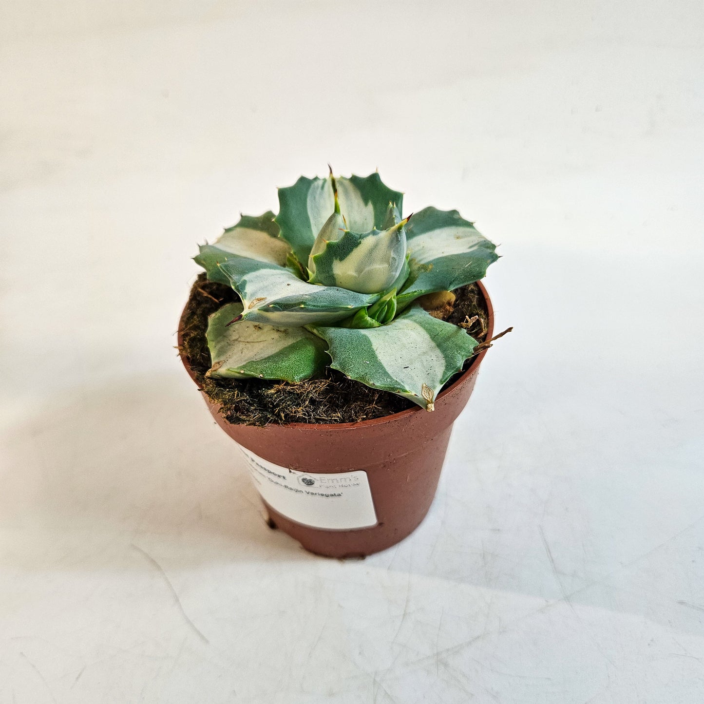 Agave potatorum 'Ouhi-Raijin Variegata' 8.5cm H15cm
