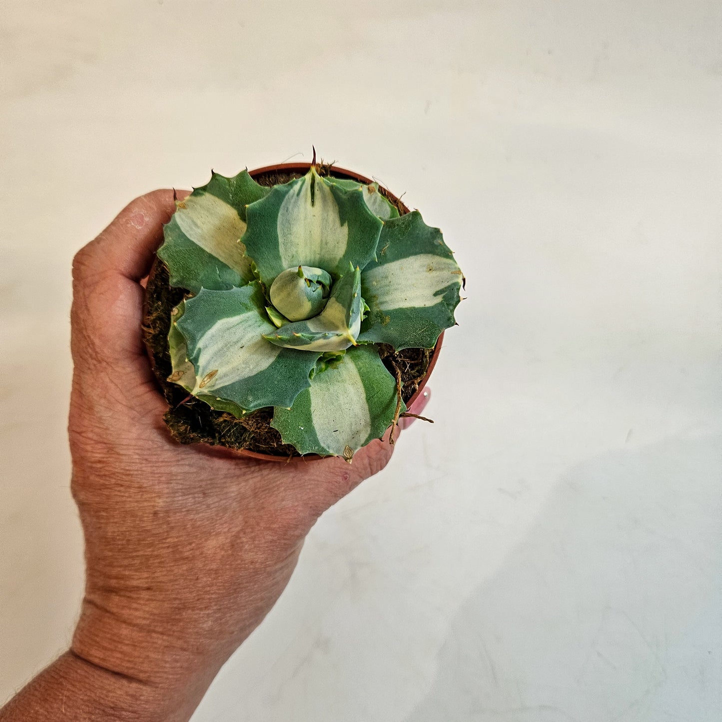 Agave potatorum 'Ouhi-Raijin Variegata' 8.5cm H15cm
