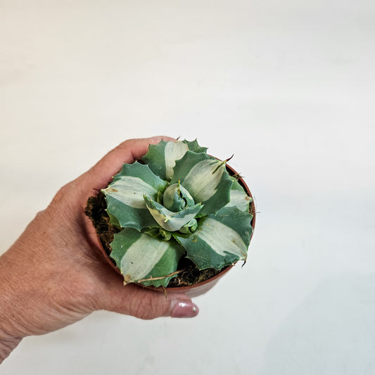 Agave potatorum 'Ouhi-Raijin Variegata' 8.5cm H15cm