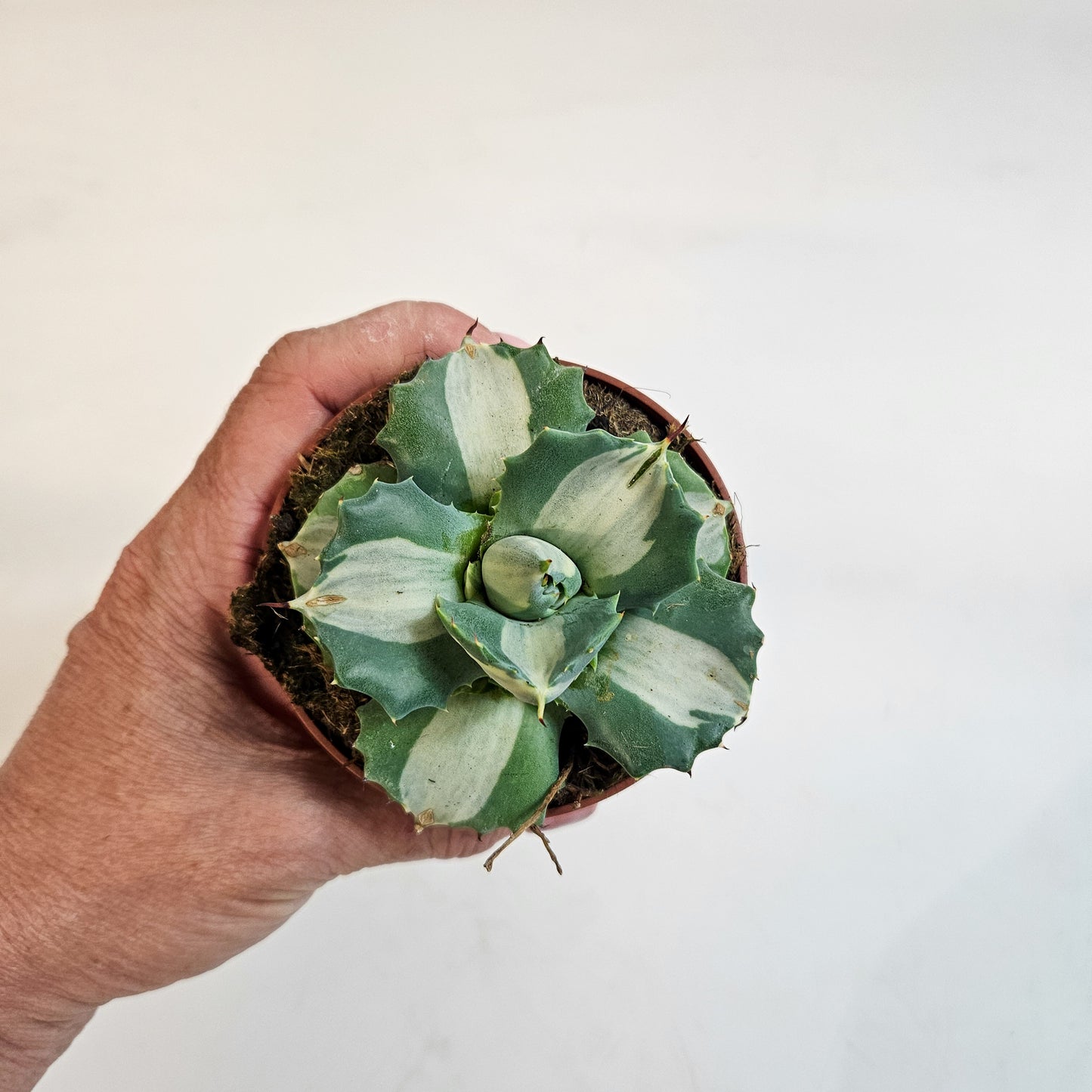 Agave potatorum 'Ouhi-Raijin Variegata' 8.5cm H15cm