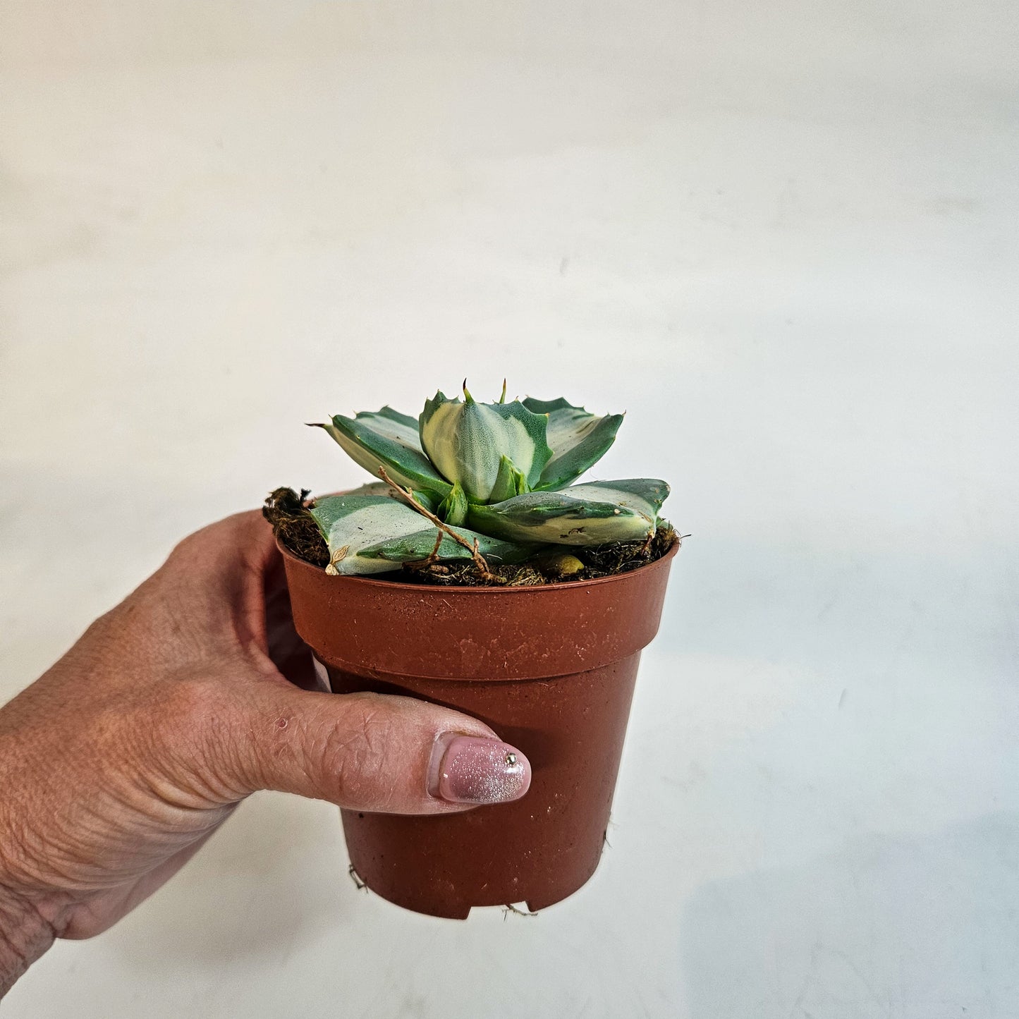 Agave potatorum 'Ouhi-Raijin Variegata' 8.5cm H15cm
