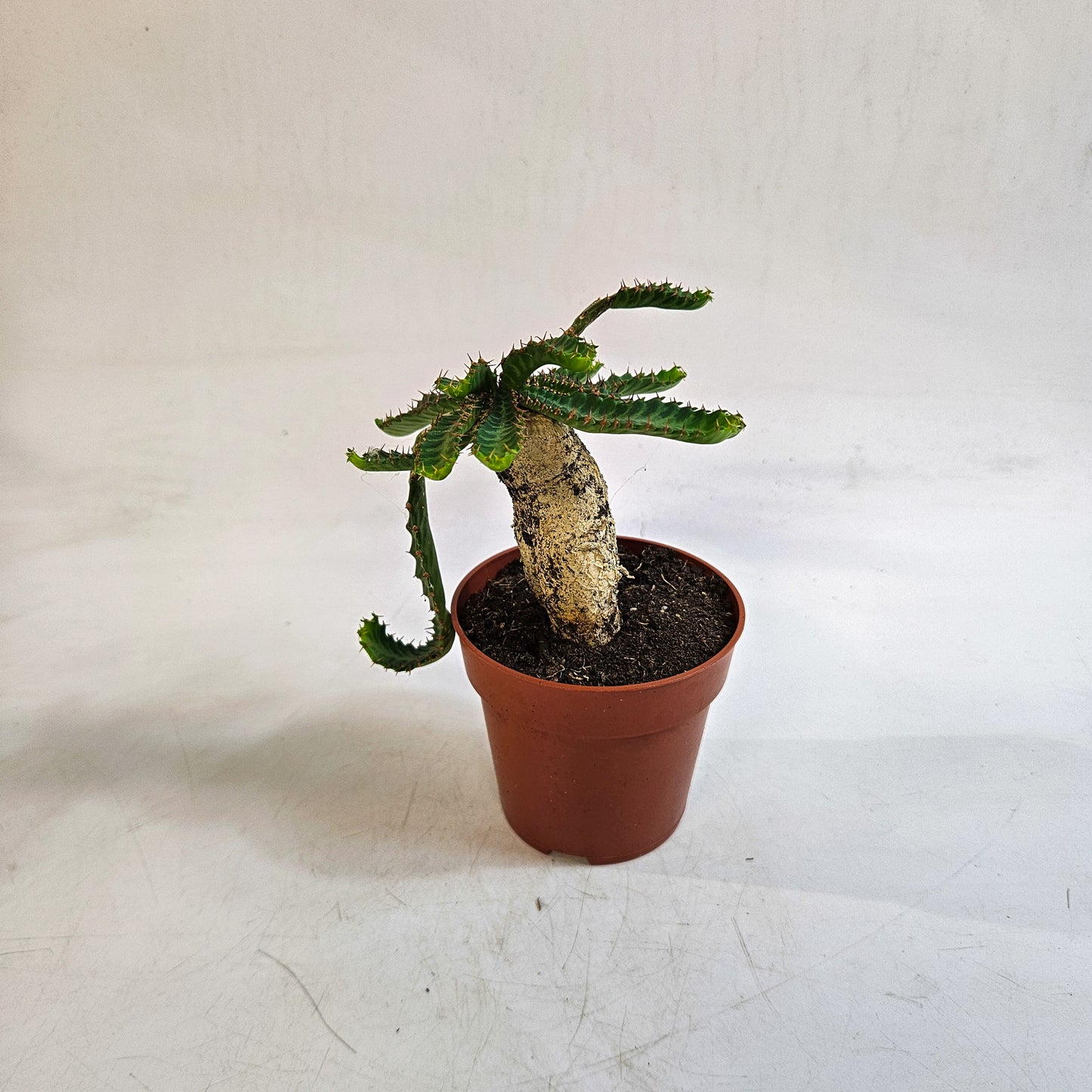 Euphorbia stellata 8.5cm H20cm