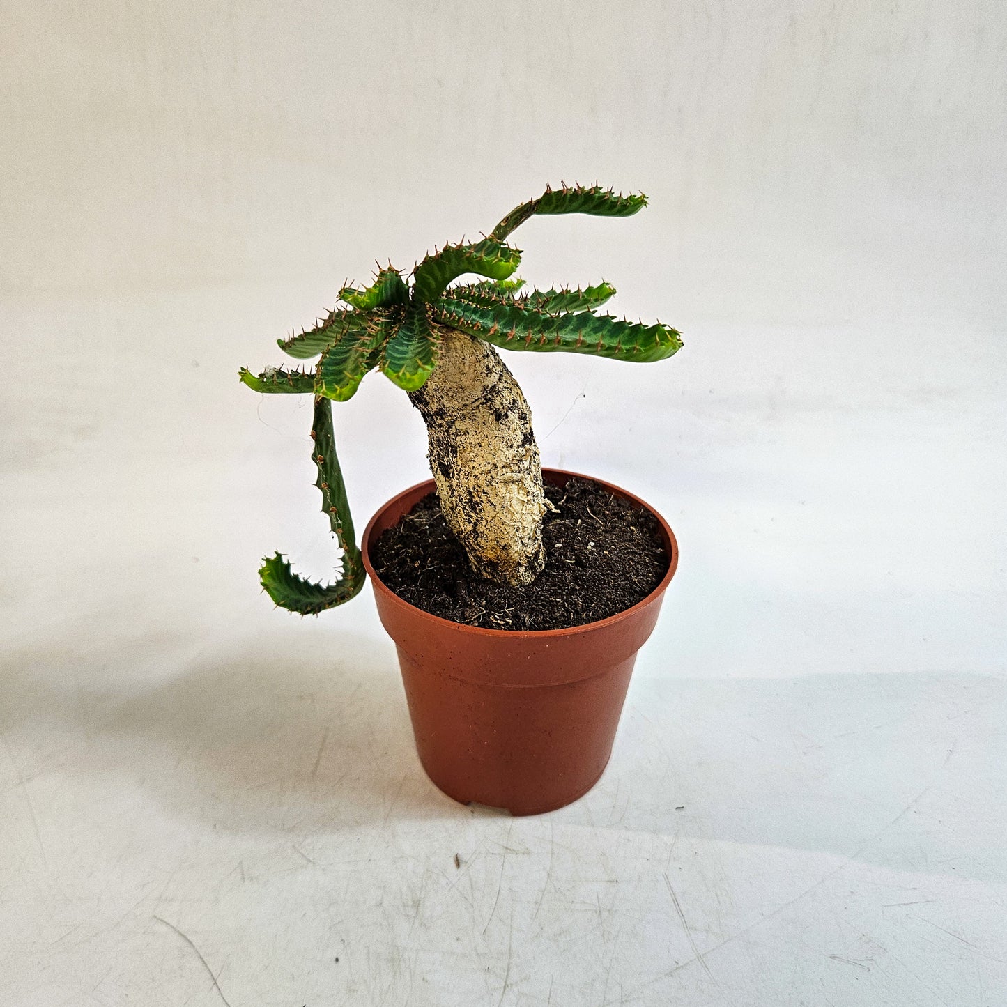 Euphorbia stellata 8.5cm H20cm