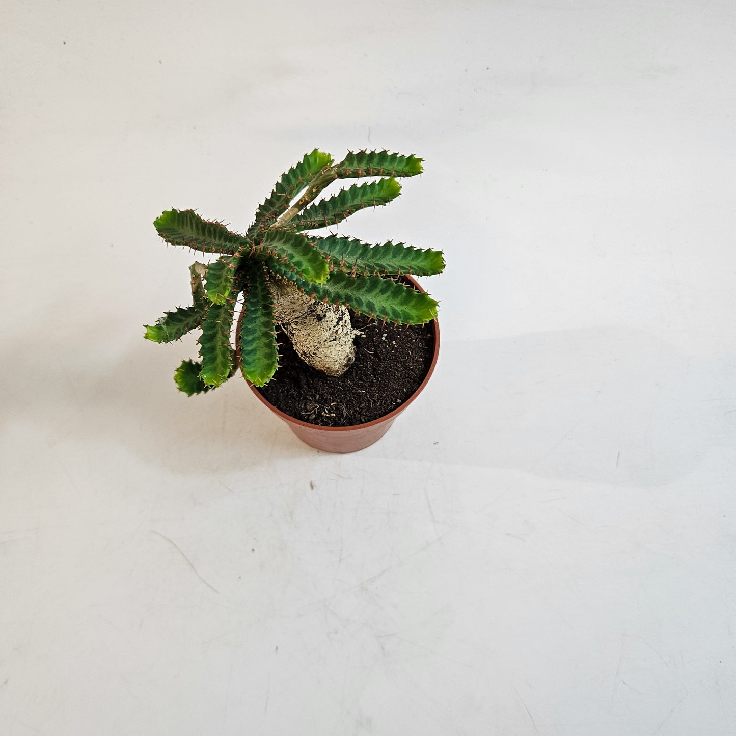 Euphorbia stellata 8.5cm H20cm