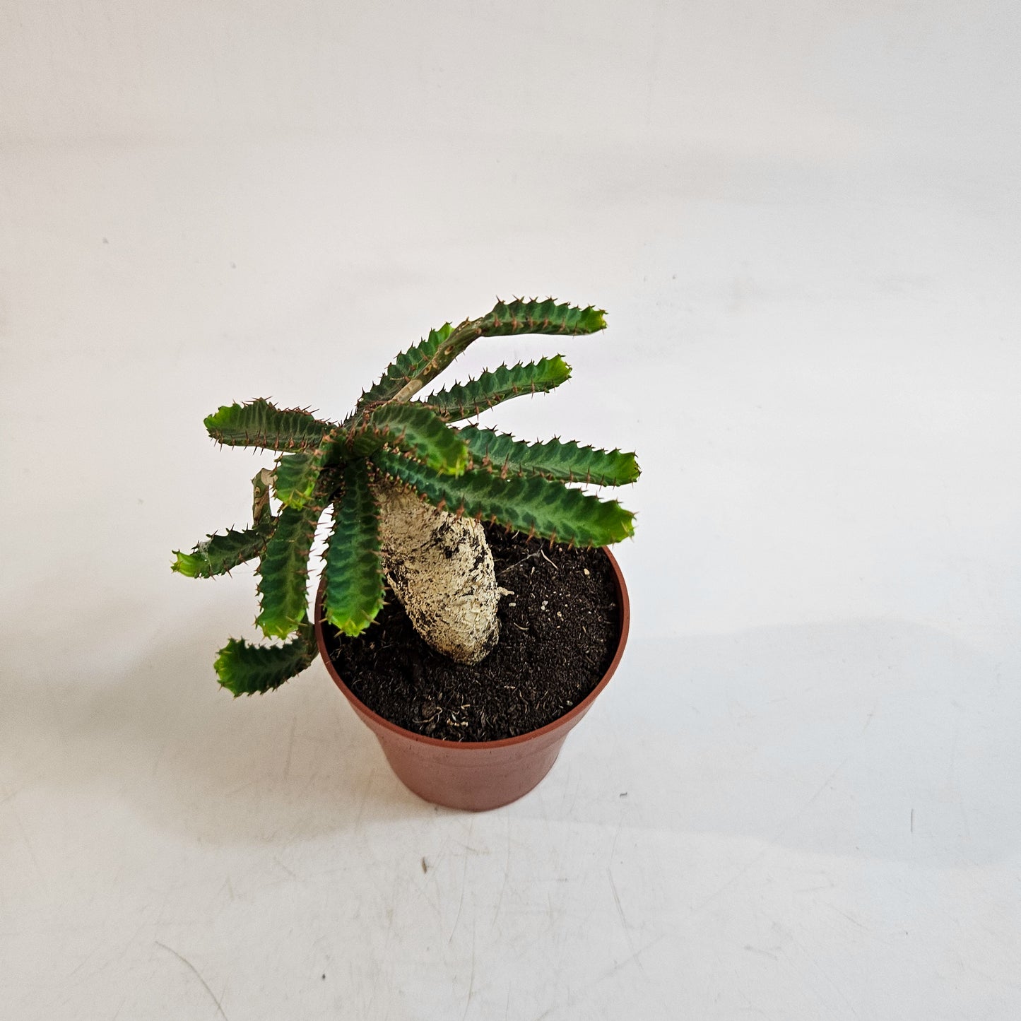 Euphorbia stellata 8.5cm H20cm