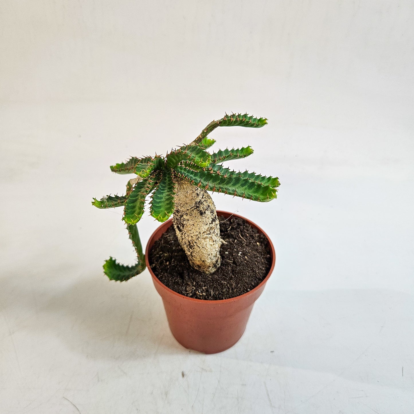 Euphorbia stellata 8.5cm H20cm
