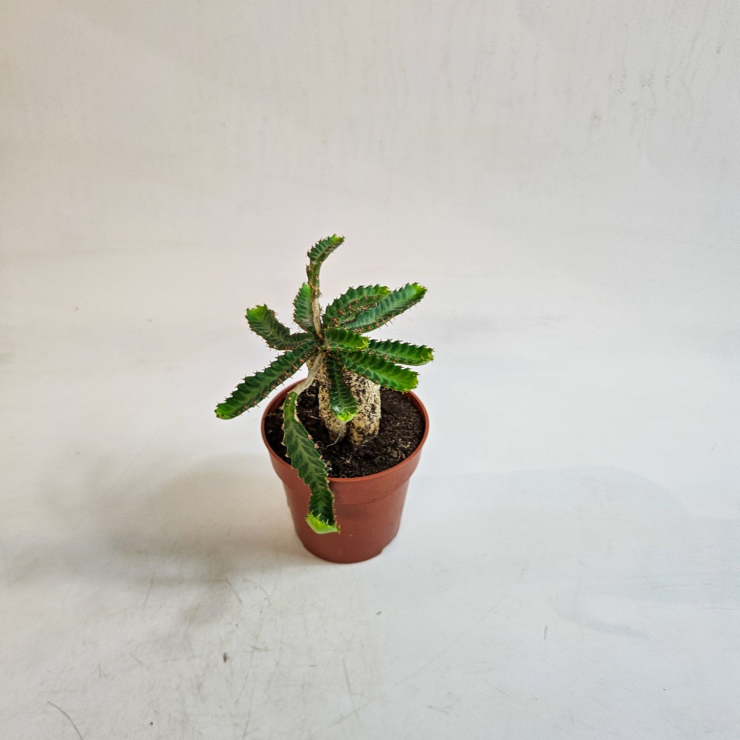 Euphorbia stellata 8.5cm H20cm