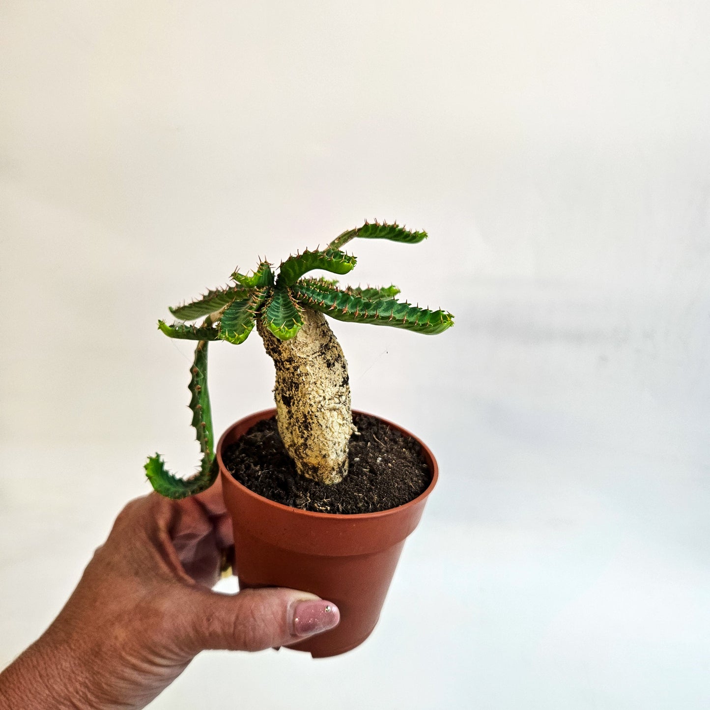 Euphorbia stellata 8.5cm H20cm