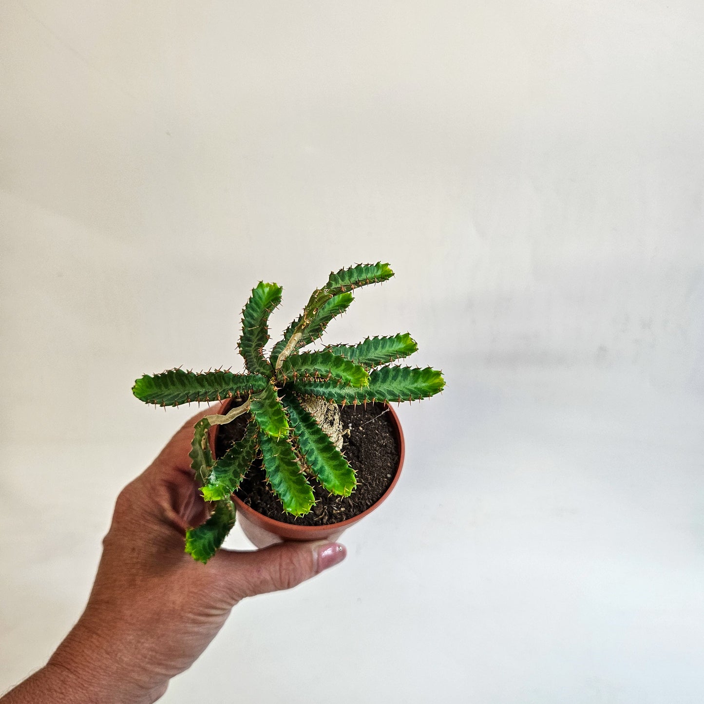 Euphorbia stellata 8.5cm H20cm