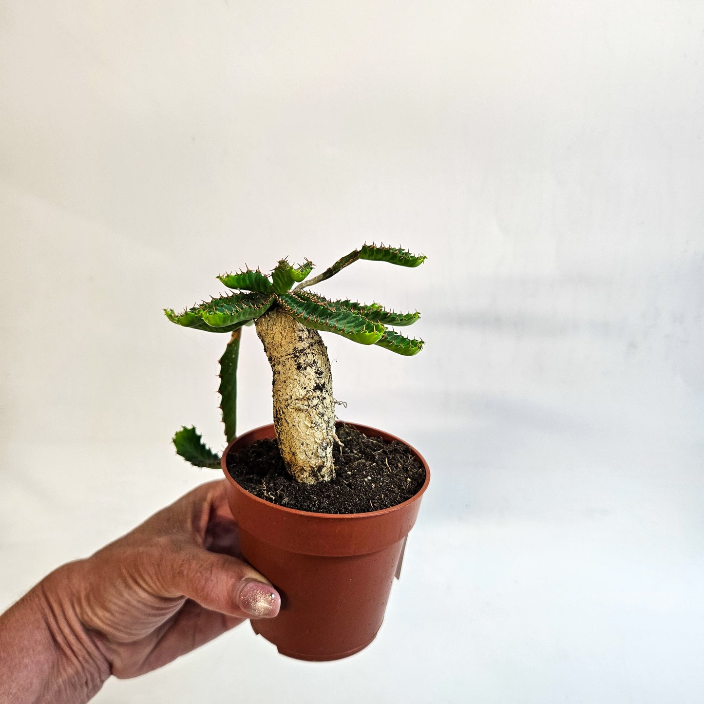 Euphorbia stellata 8.5cm H20cm