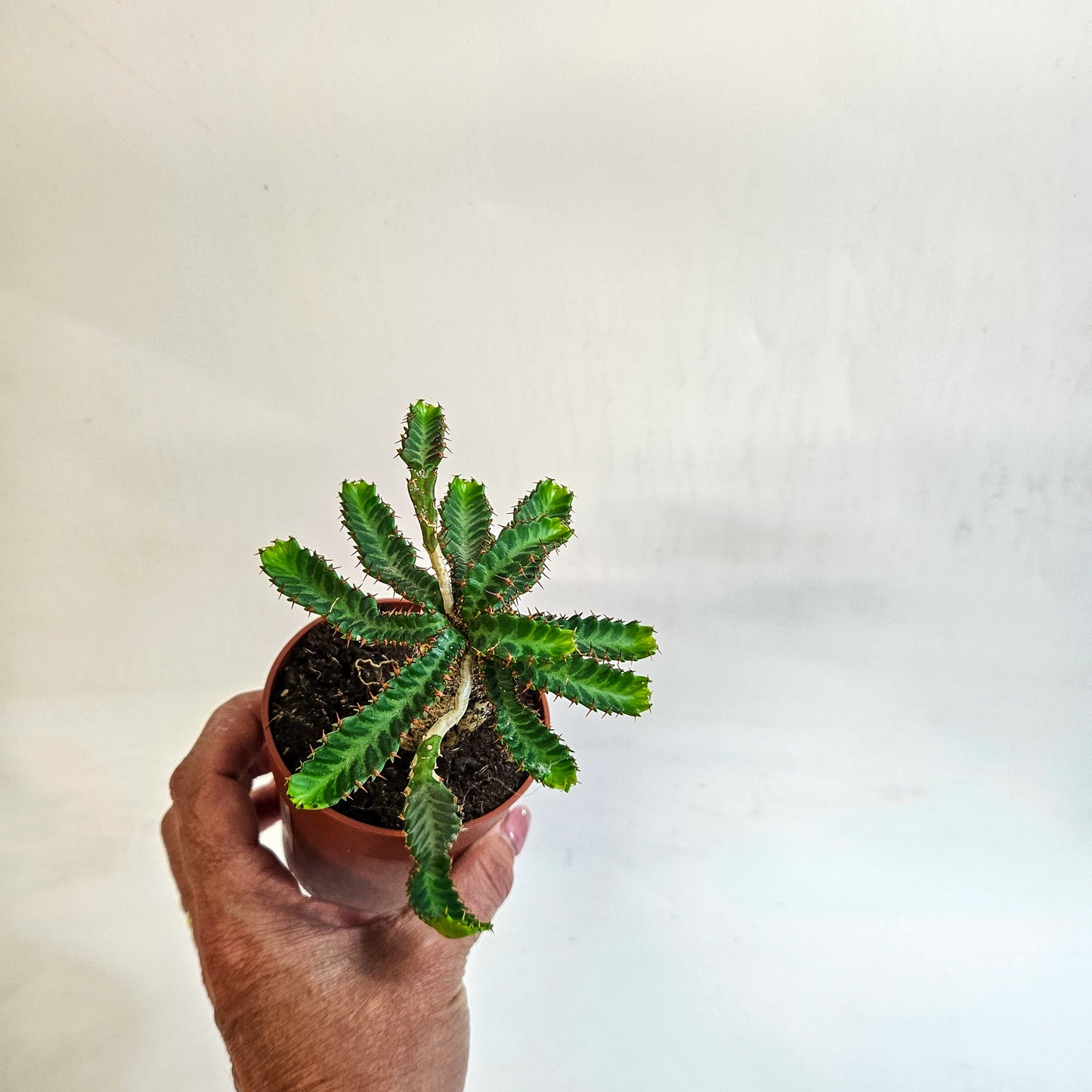 Euphorbia stellata 8.5cm H20cm