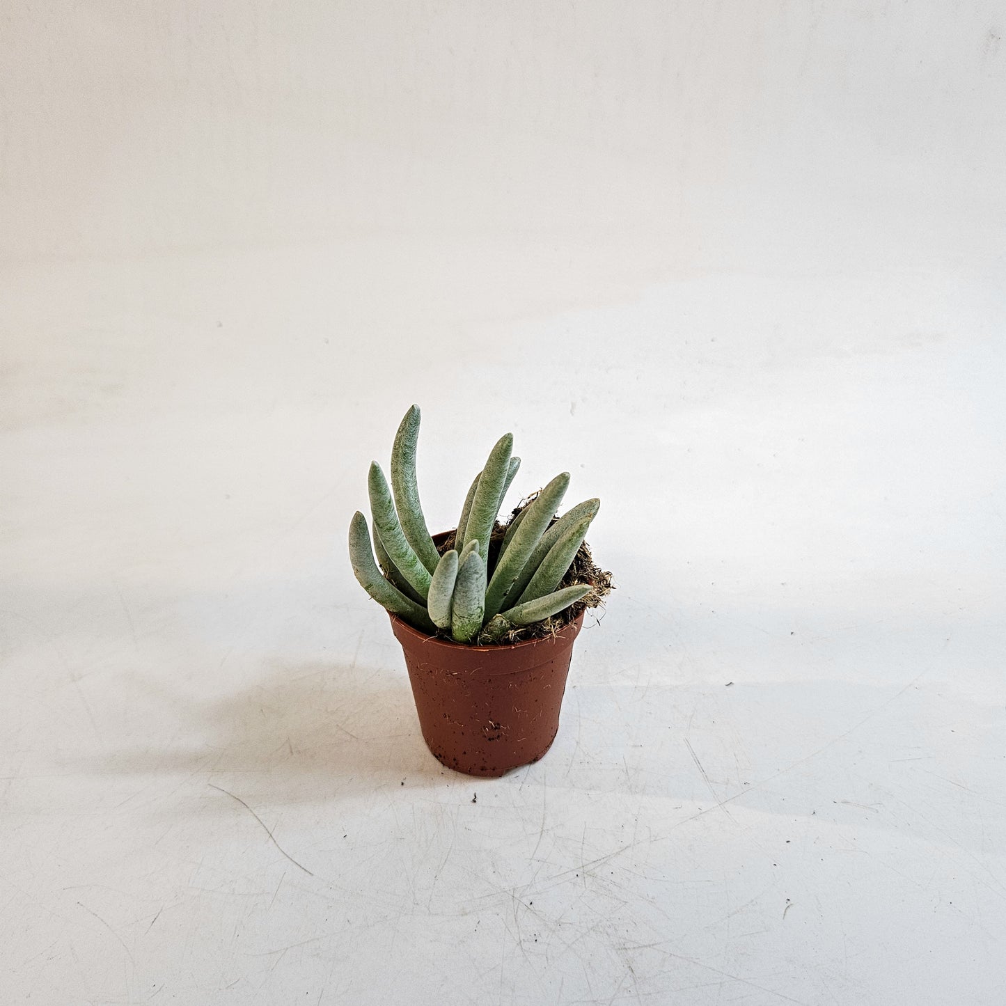 Senecio scaposus 5.5cm H15cm