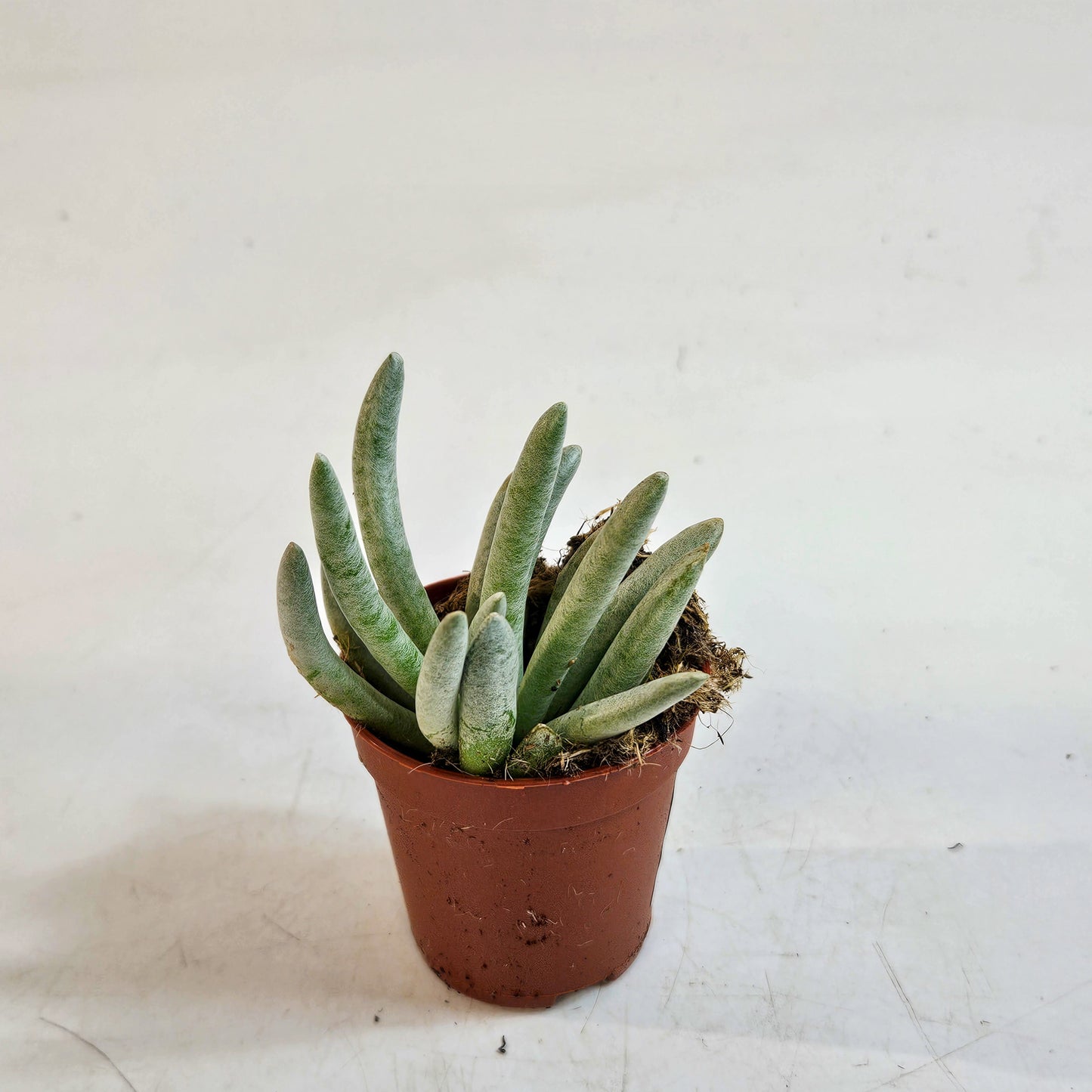Senecio scaposus 5.5cm H15cm
