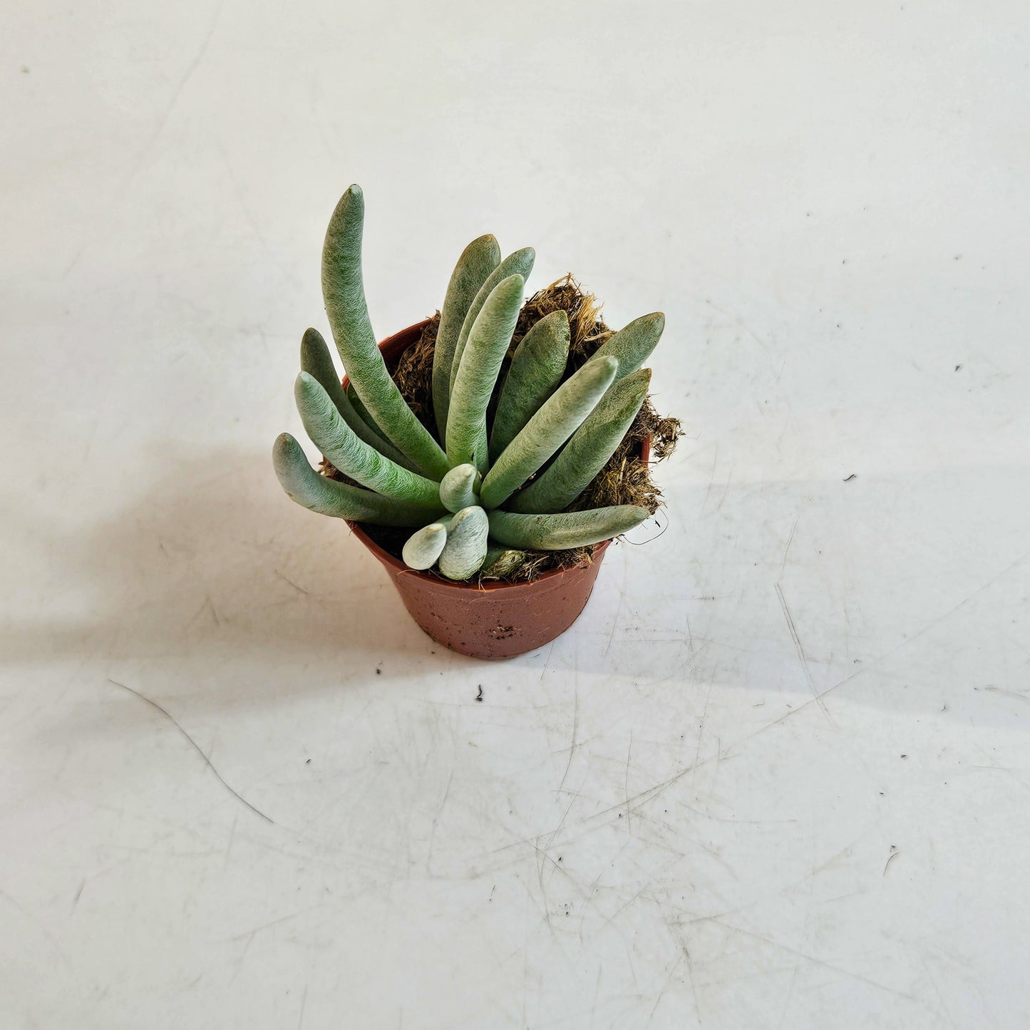 Senecio scaposus 5.5cm H15cm