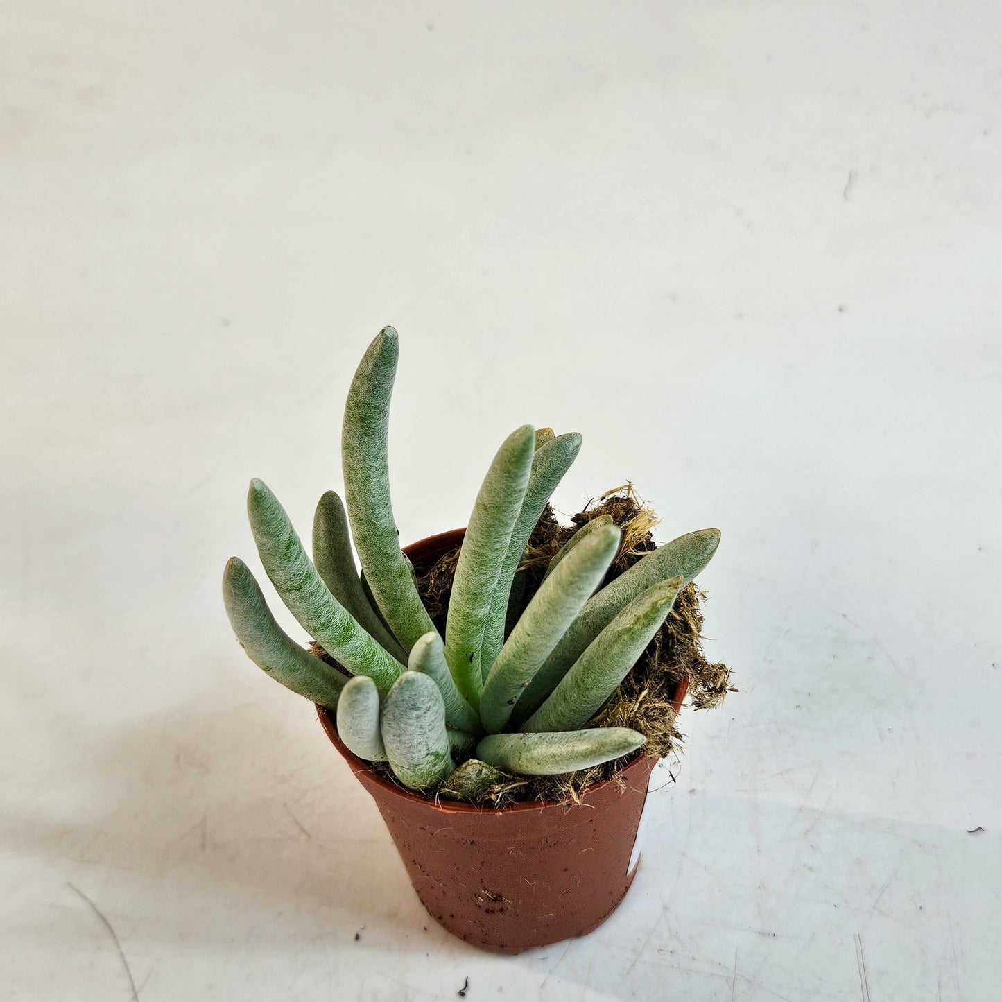 Senecio scaposus 5.5cm H15cm