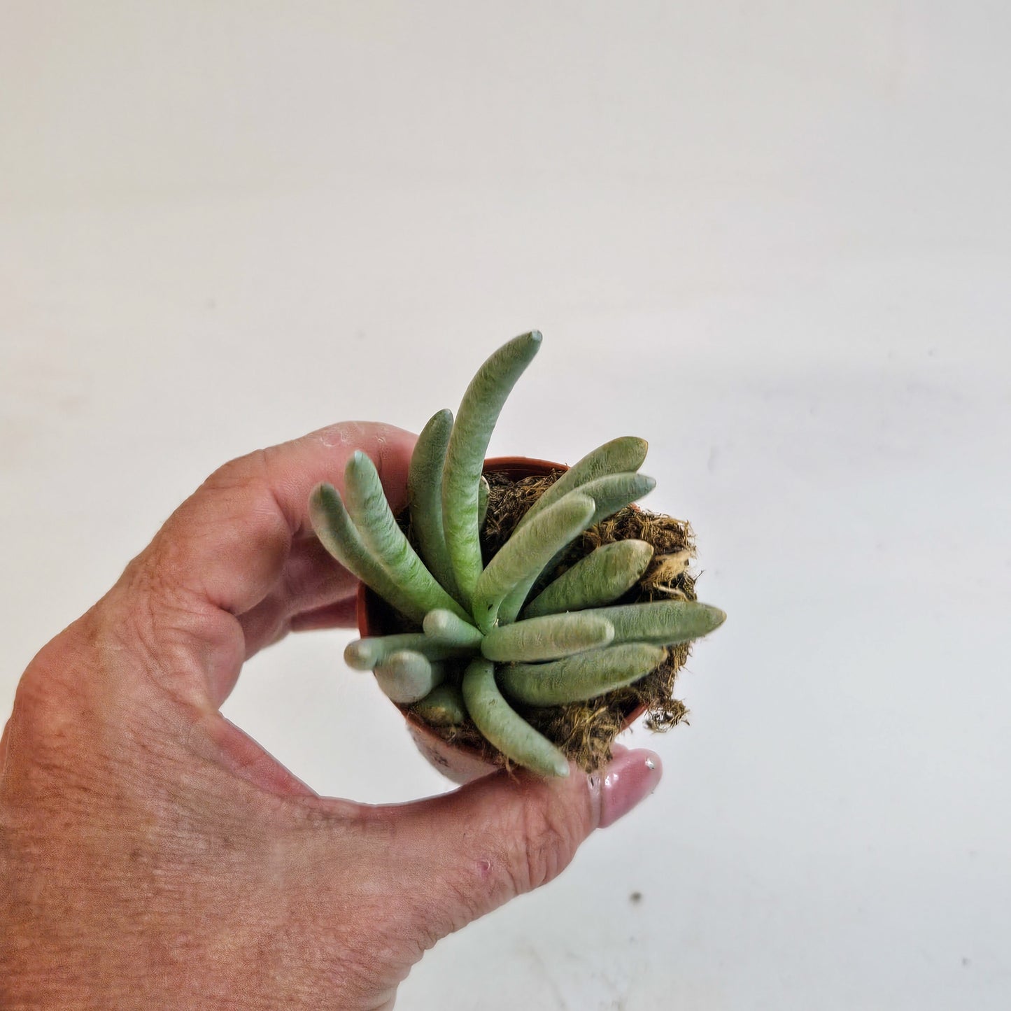 Senecio scaposus 5.5cm H15cm