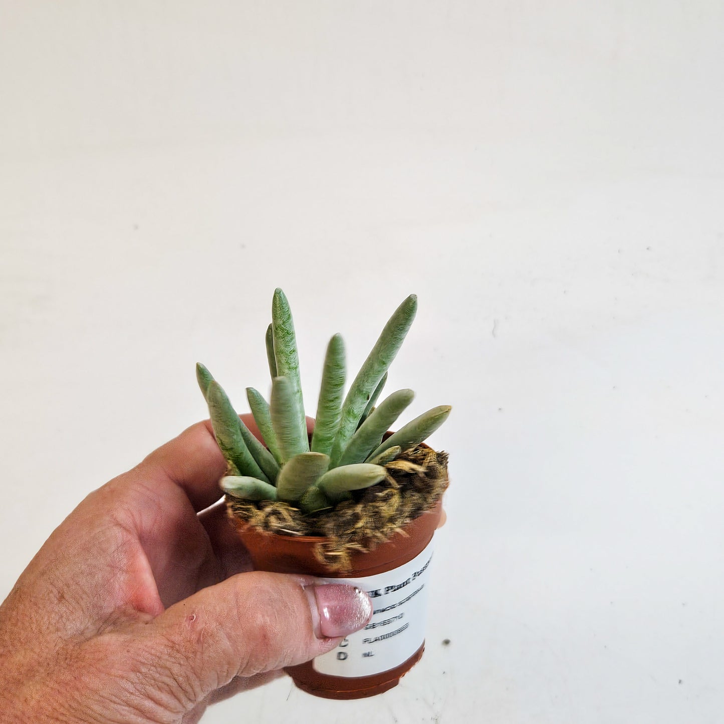 Senecio scaposus 5.5cm H15cm