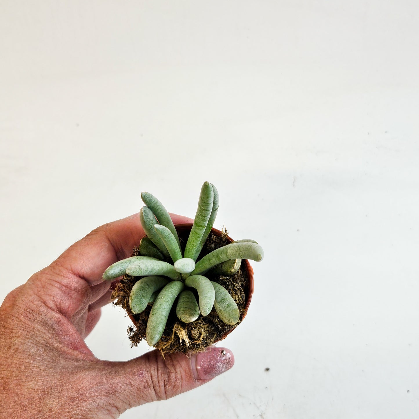 Senecio scaposus 5.5cm H15cm