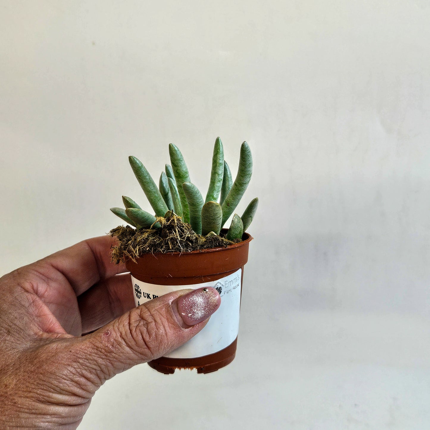 Senecio scaposus 5.5cm H15cm