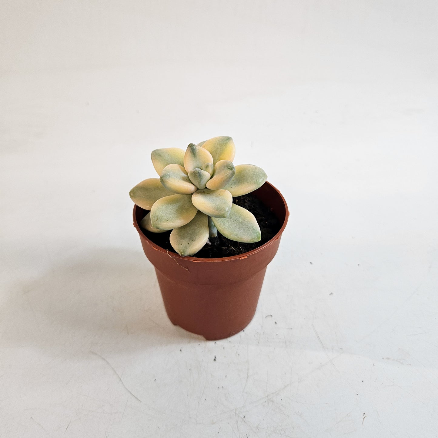 x Graptoveria Titubans Variegata 8.5cm H14cm