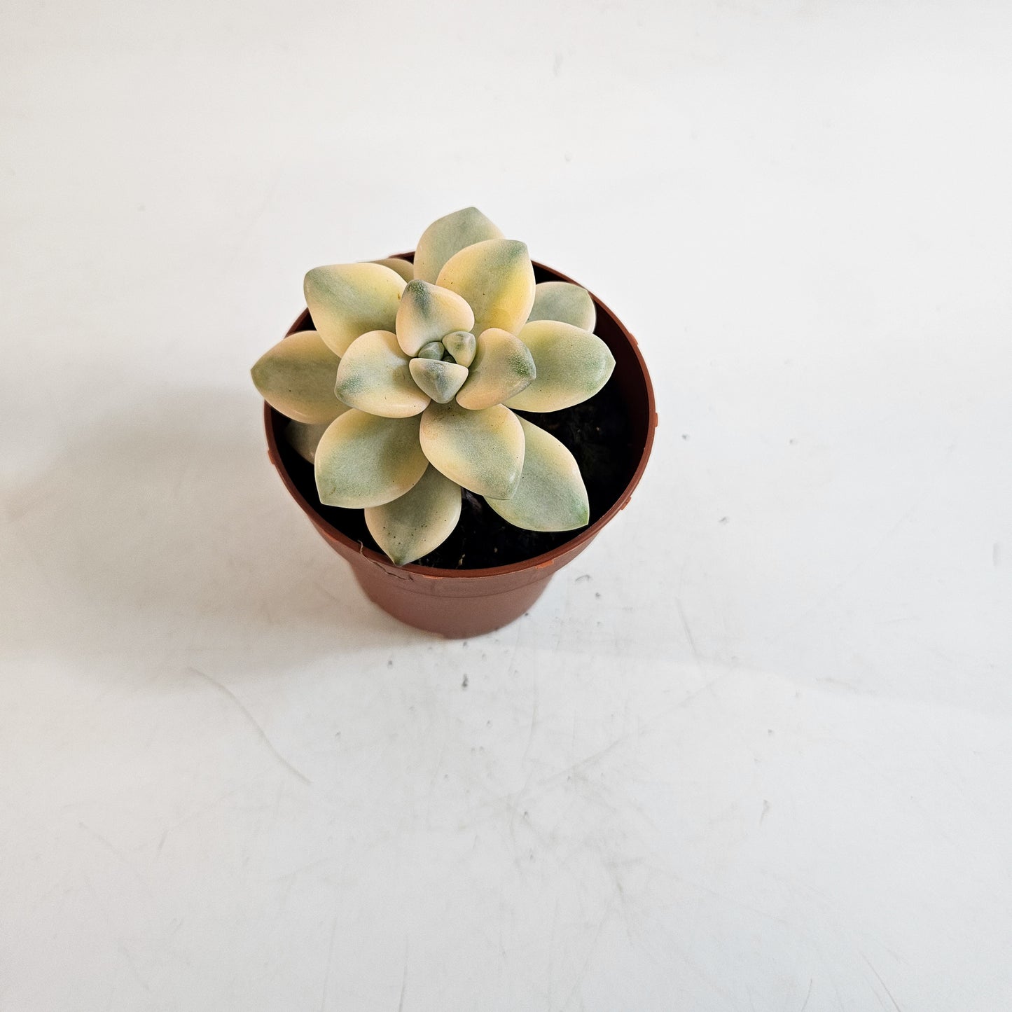x Graptoveria Titubans Variegata 8.5cm H14cm