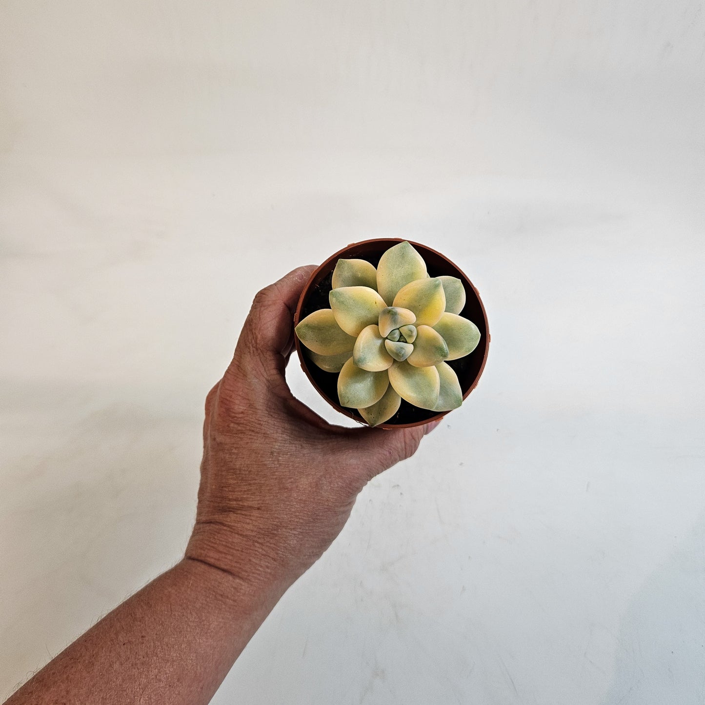 x Graptoveria Titubans Variegata 8.5cm H14cm