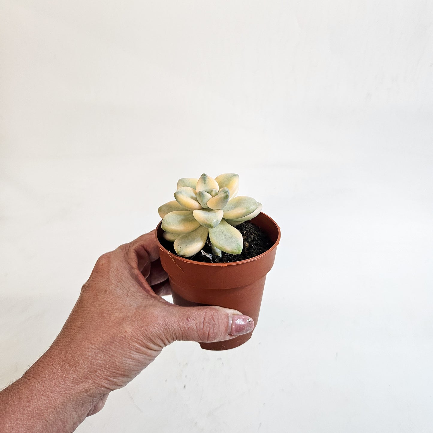 x Graptoveria Titubans Variegata 8.5cm H14cm