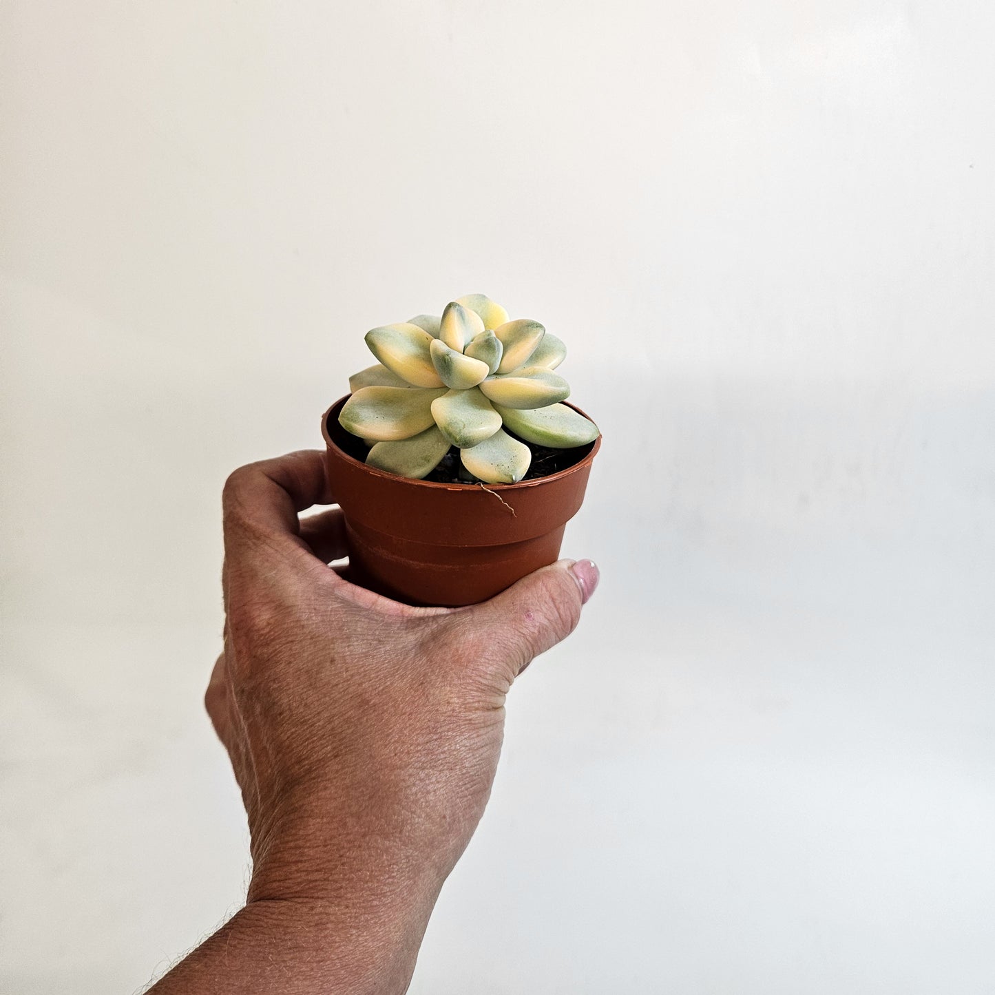 x Graptoveria Titubans Variegata 8.5cm H14cm