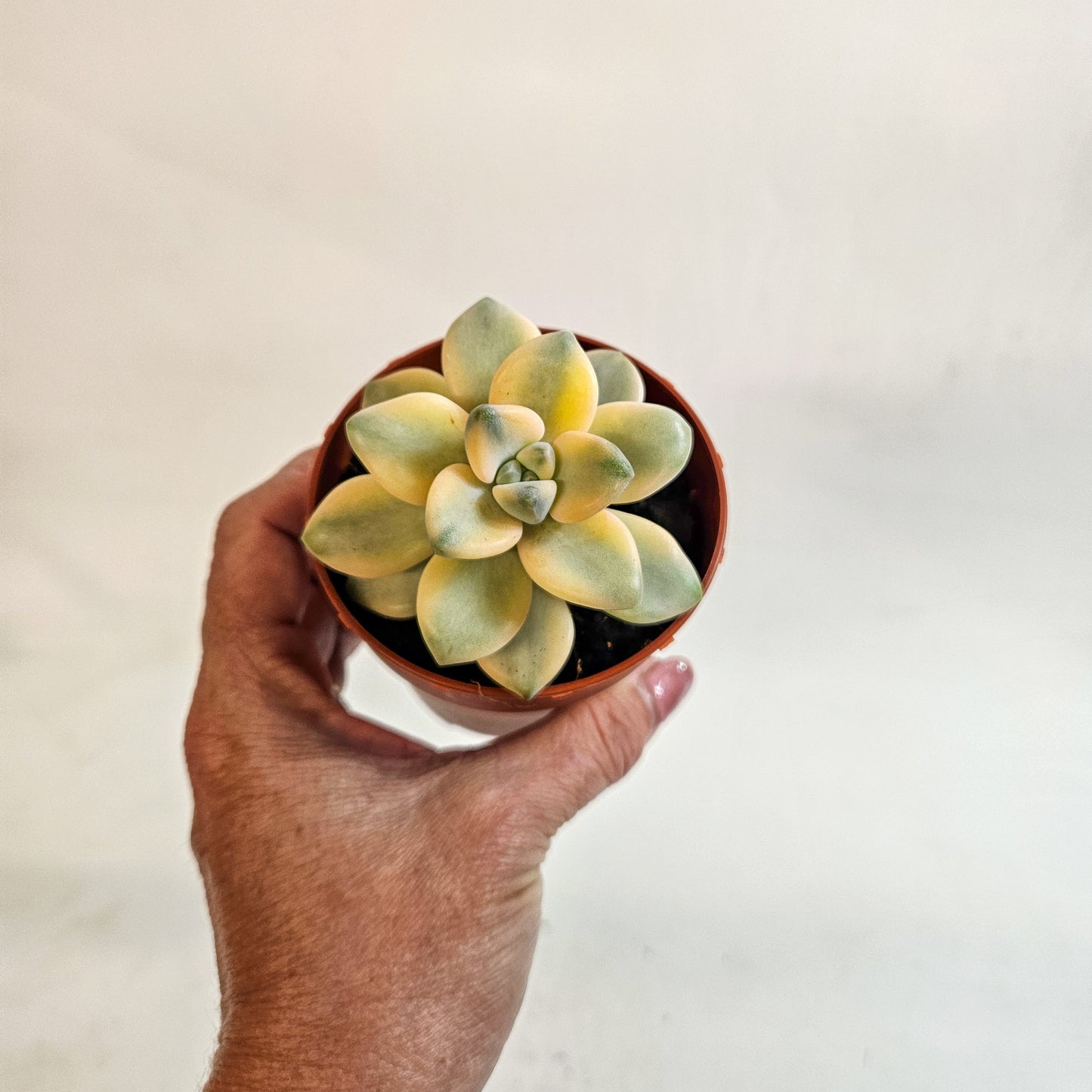x Graptoveria Titubans Variegata 8.5cm H14cm
