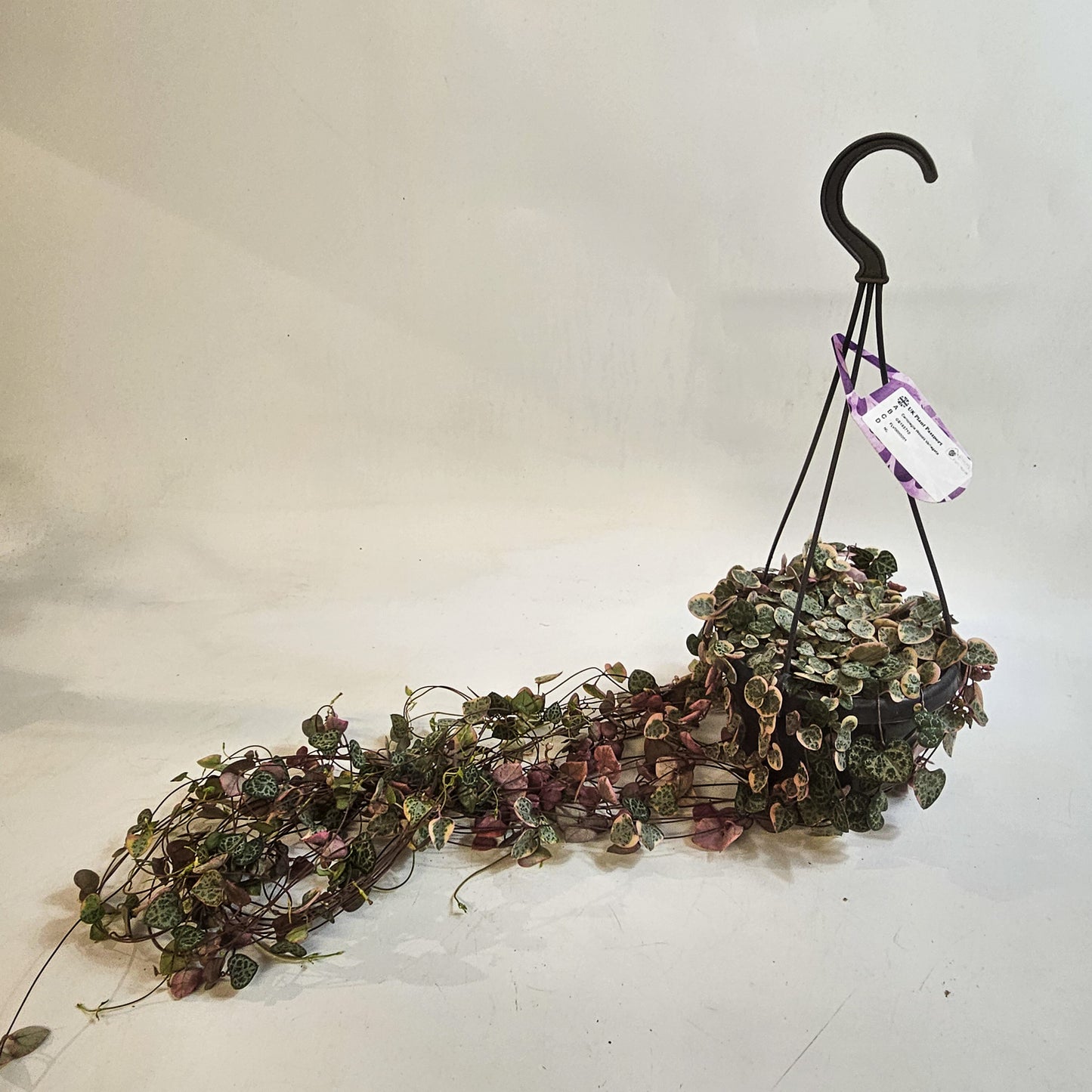 Ceropegia Woodii Variegata 14cm H30cm