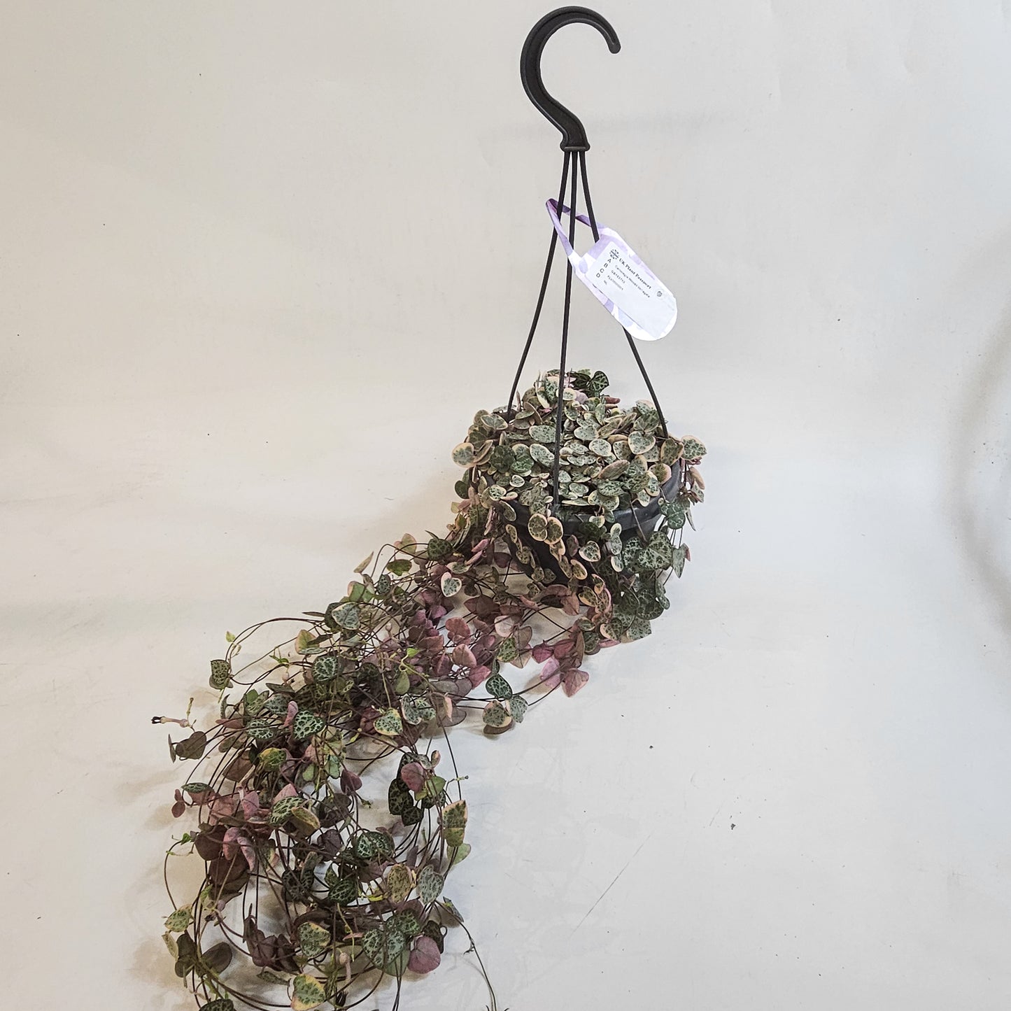 Ceropegia Woodii Variegata 14cm H30cm