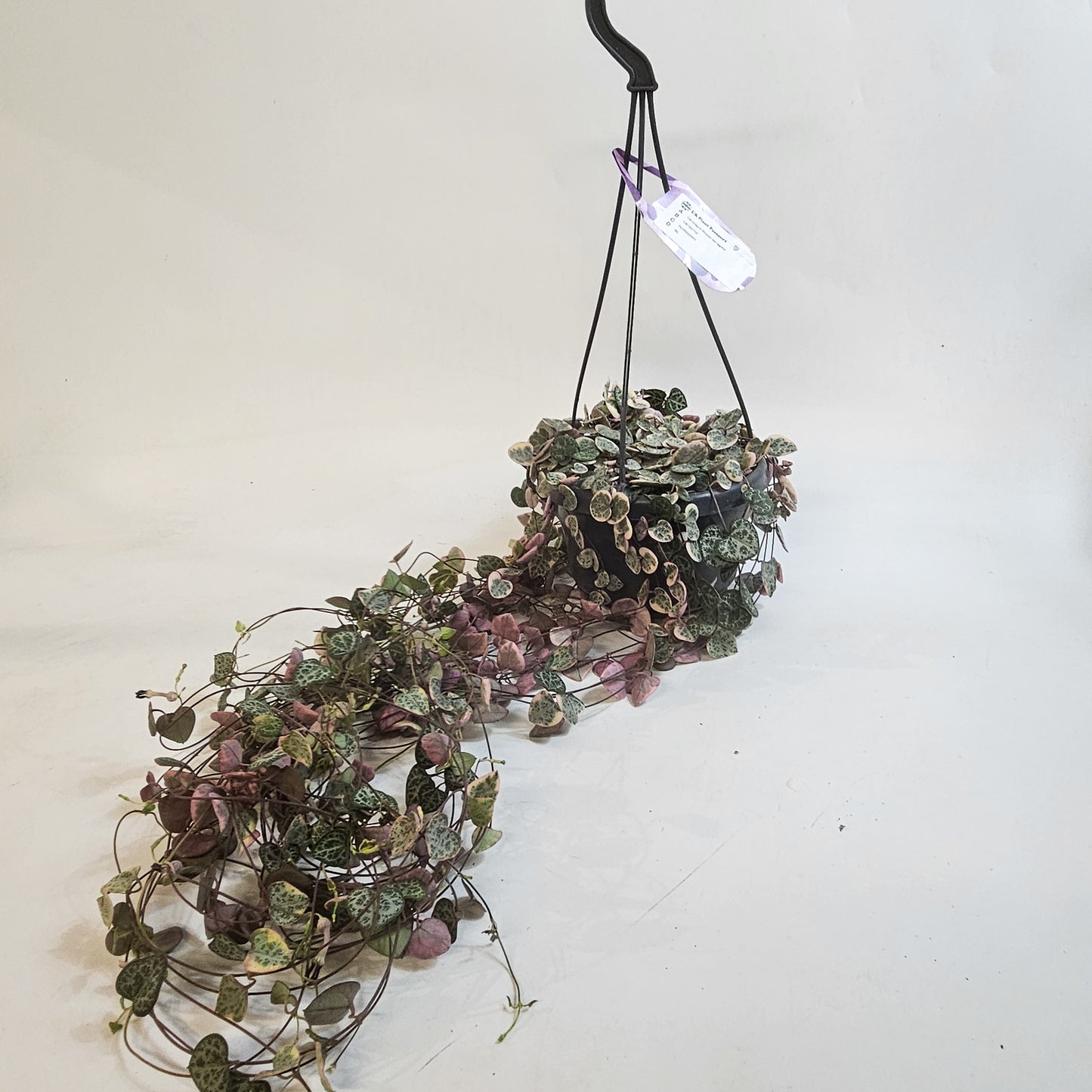 Ceropegia Woodii Variegata 14cm H30cm