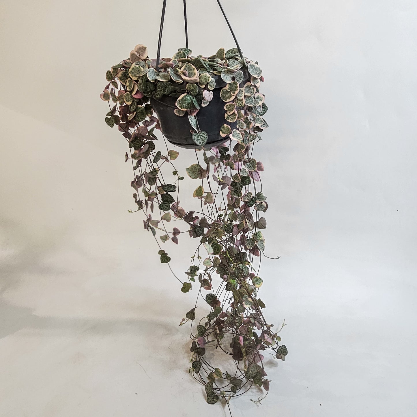 Ceropegia Woodii Variegata 14cm H30cm