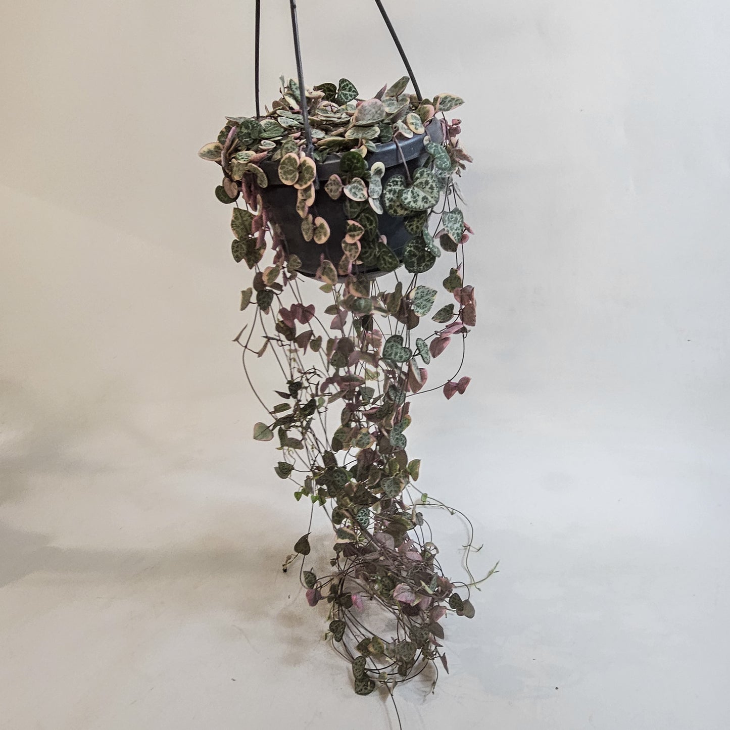 Ceropegia Woodii Variegata 14cm H30cm