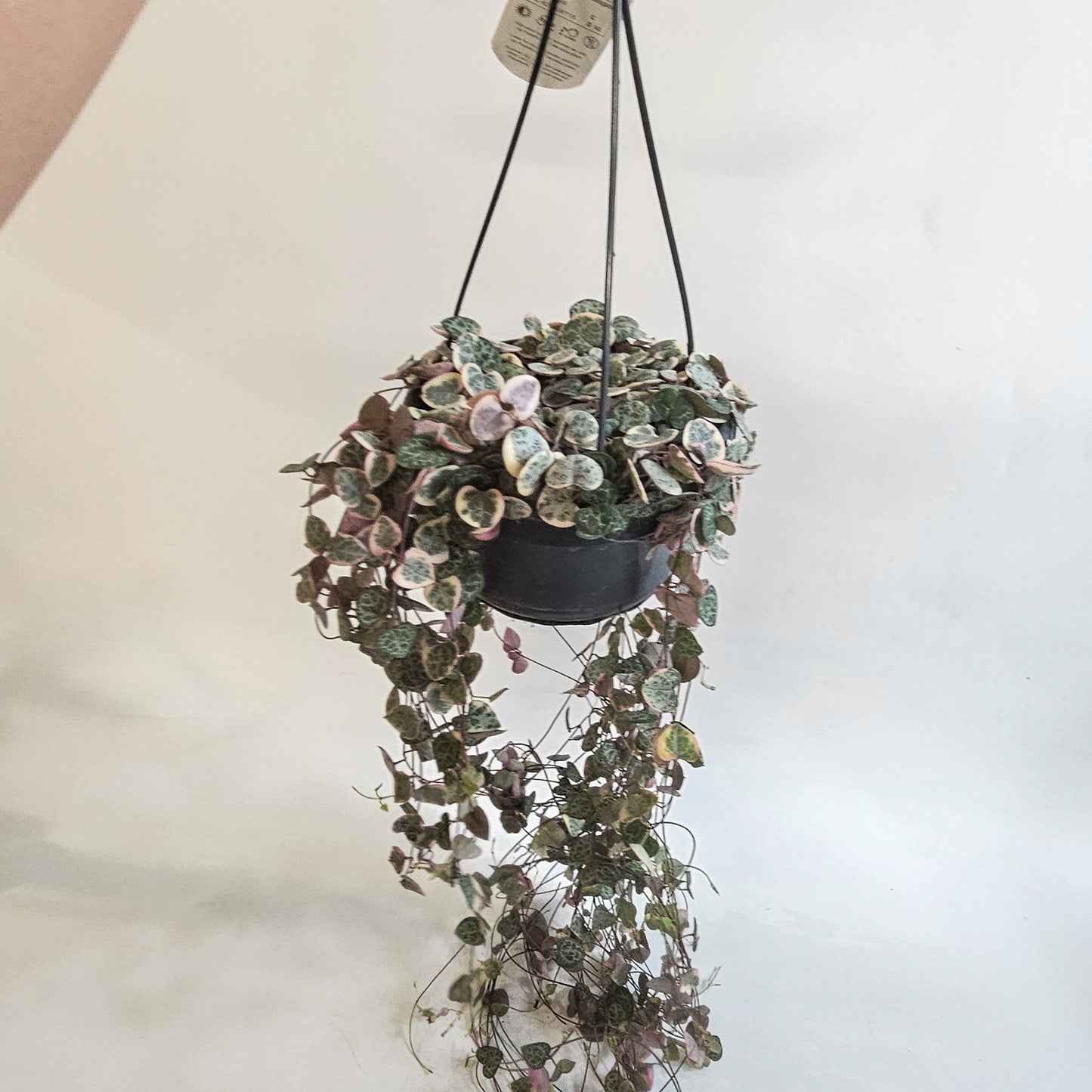 Ceropegia Woodii Variegata 14cm H30cm