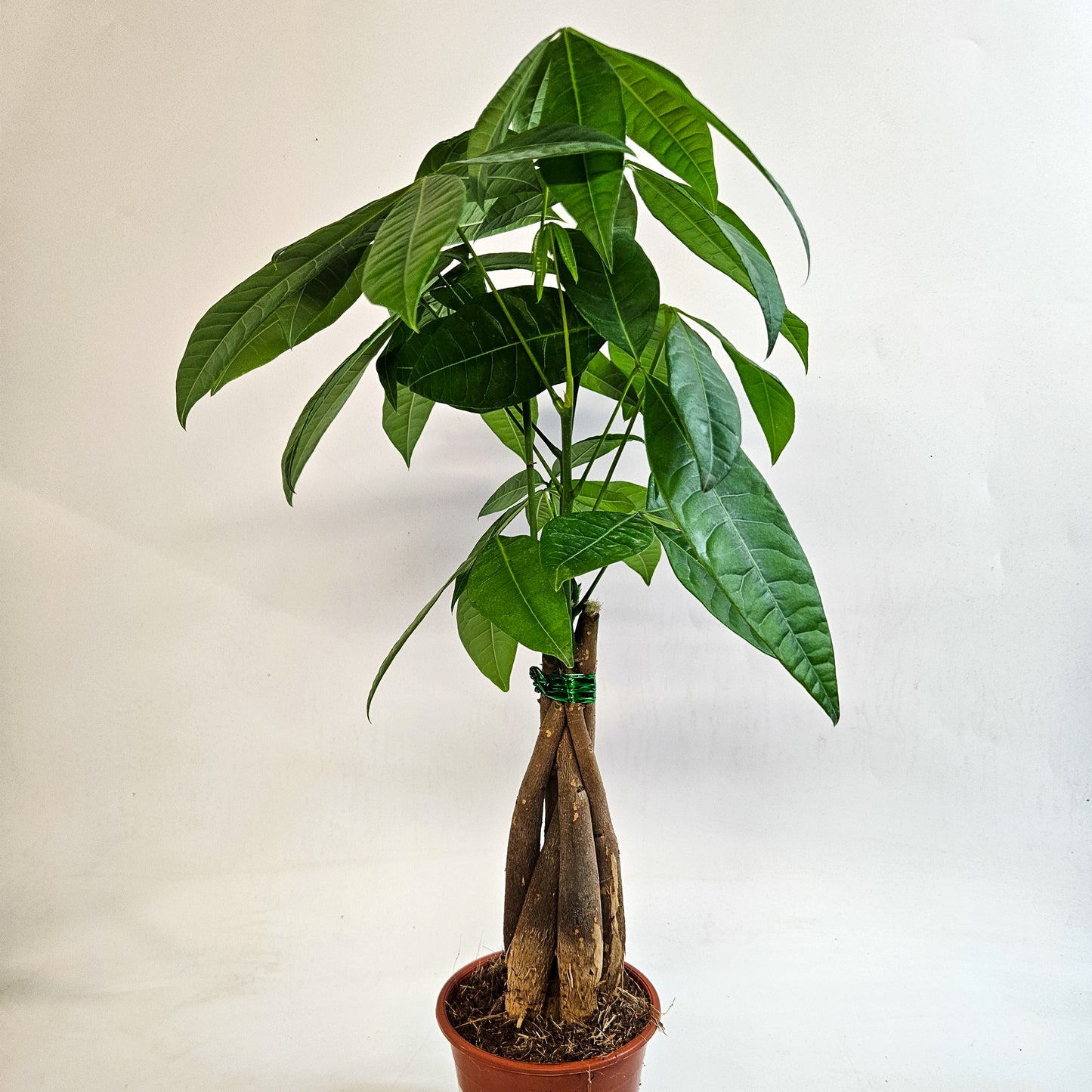 Pachira Aquatica 12cm H40cm