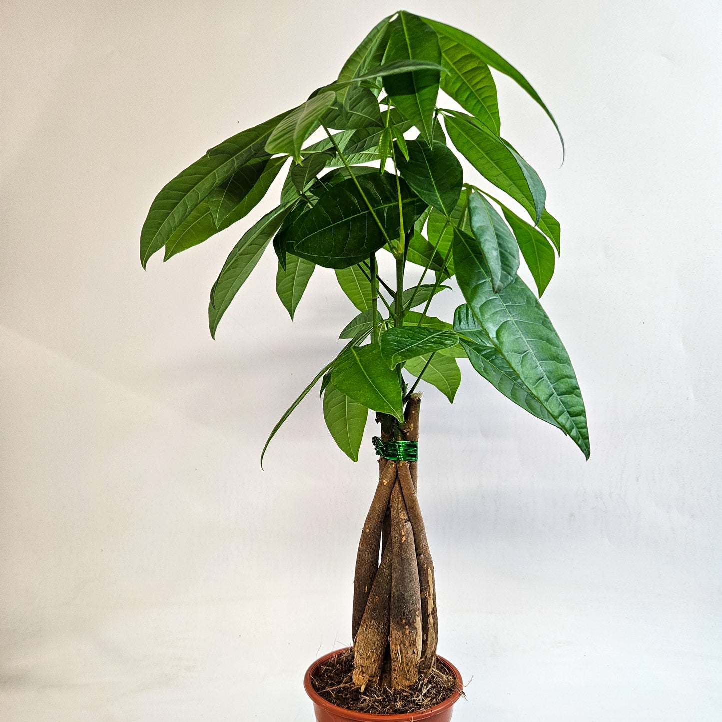 Pachira Aquatica 12cm H40cm
