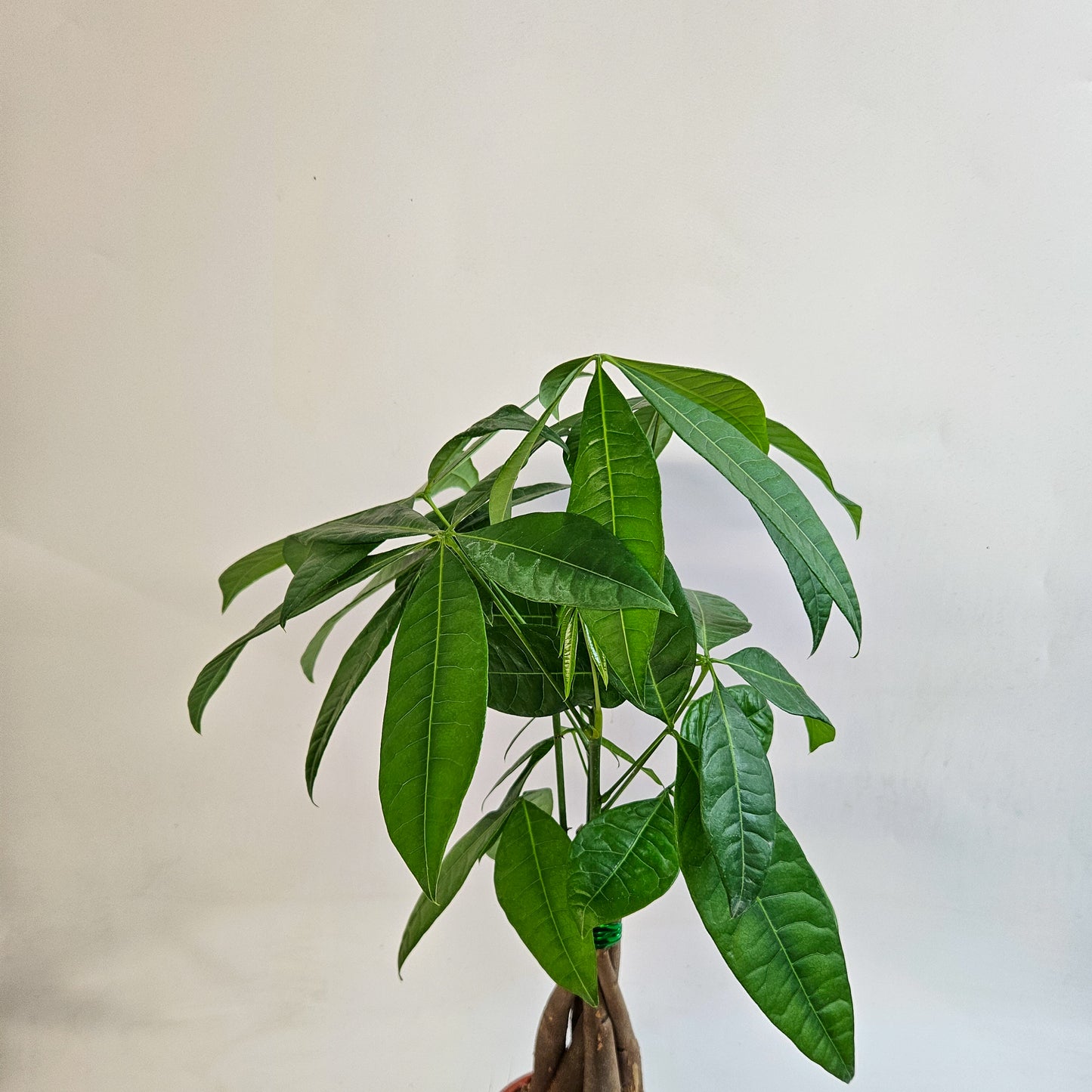 Pachira Aquatica 12cm H40cm