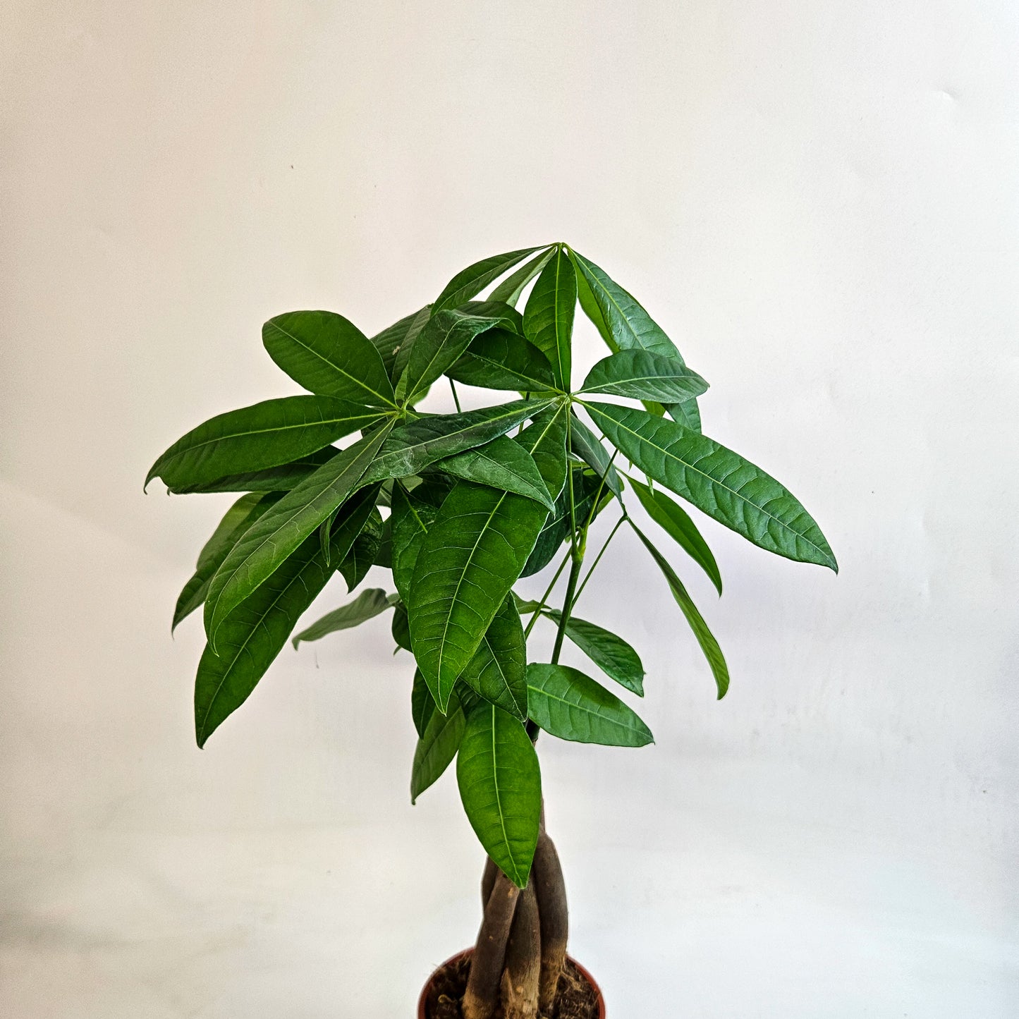 Pachira Aquatica 12cm H40cm