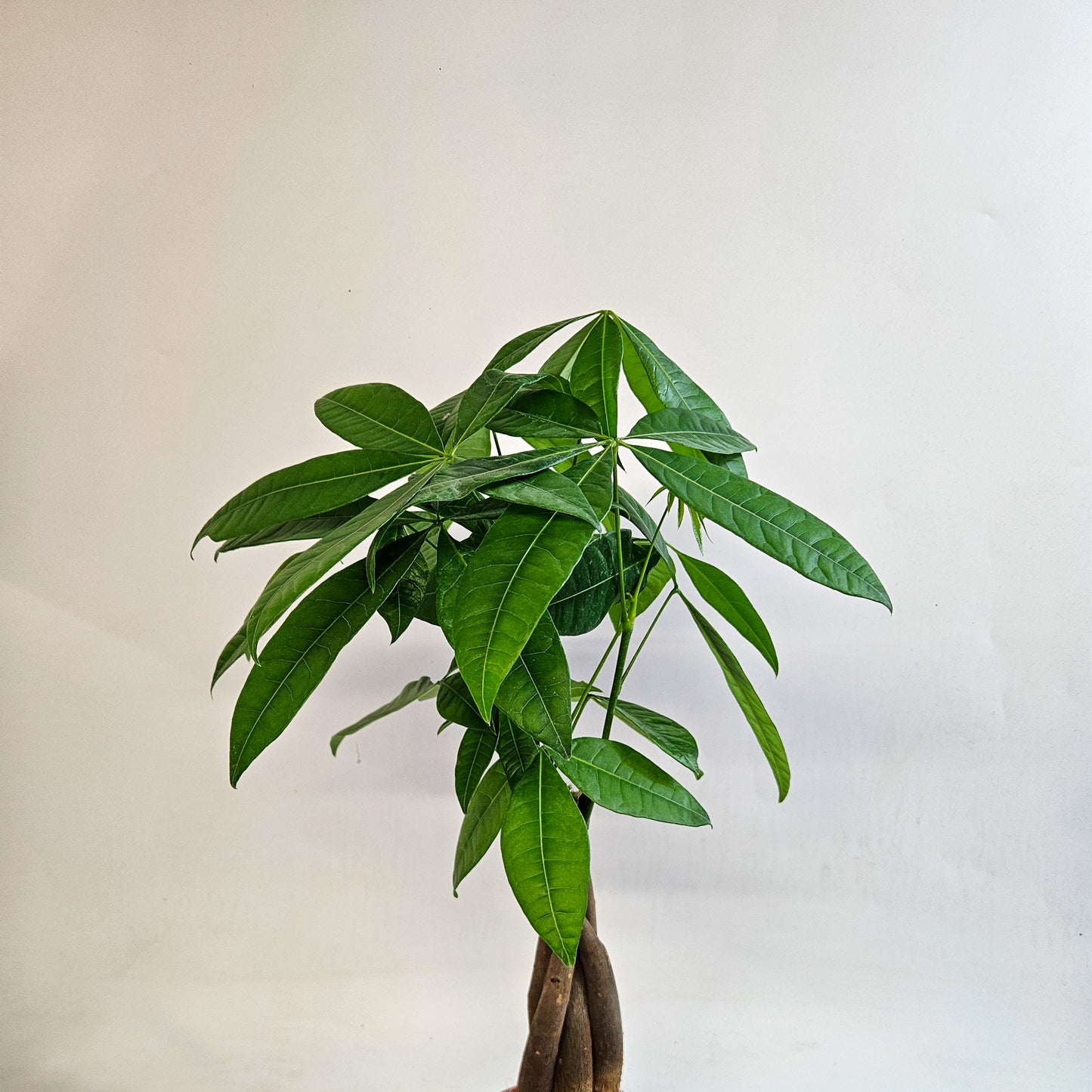 Pachira Aquatica 12cm H40cm