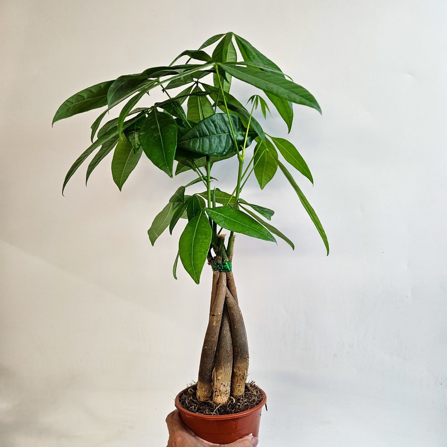 Pachira Aquatica 12cm H40cm