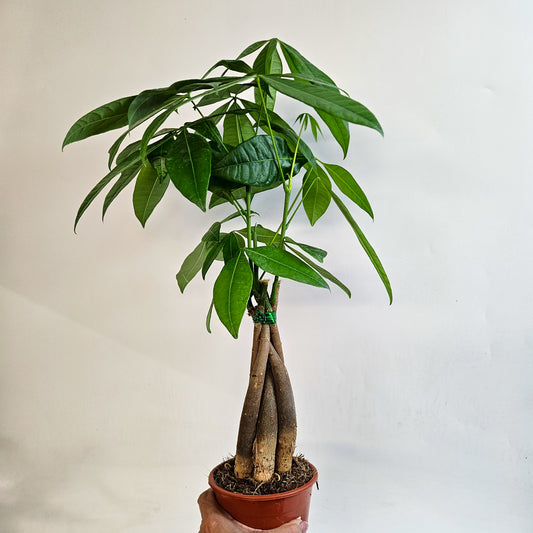 Pachira Aquatica 12cm H40cm