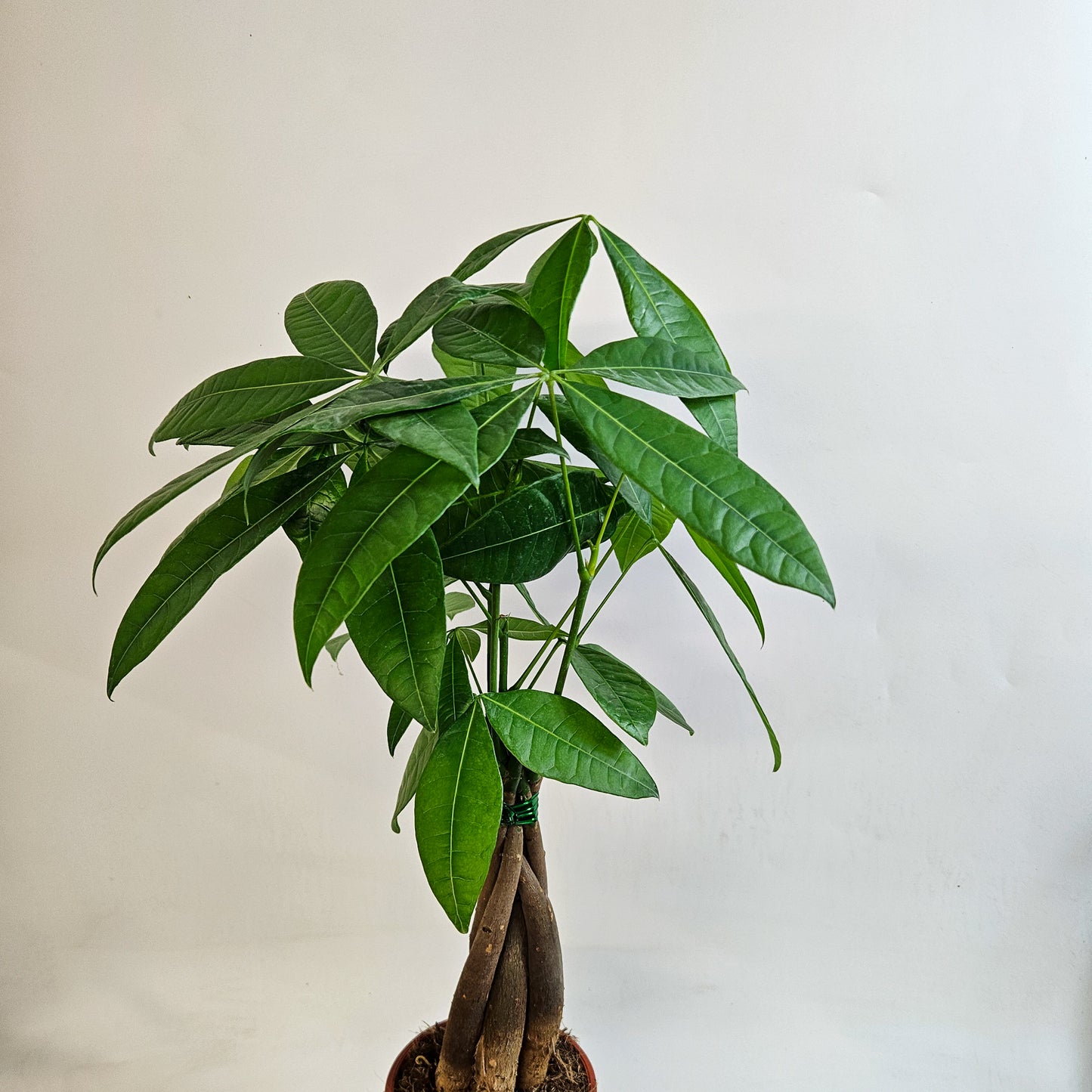 Pachira Aquatica 12cm H40cm