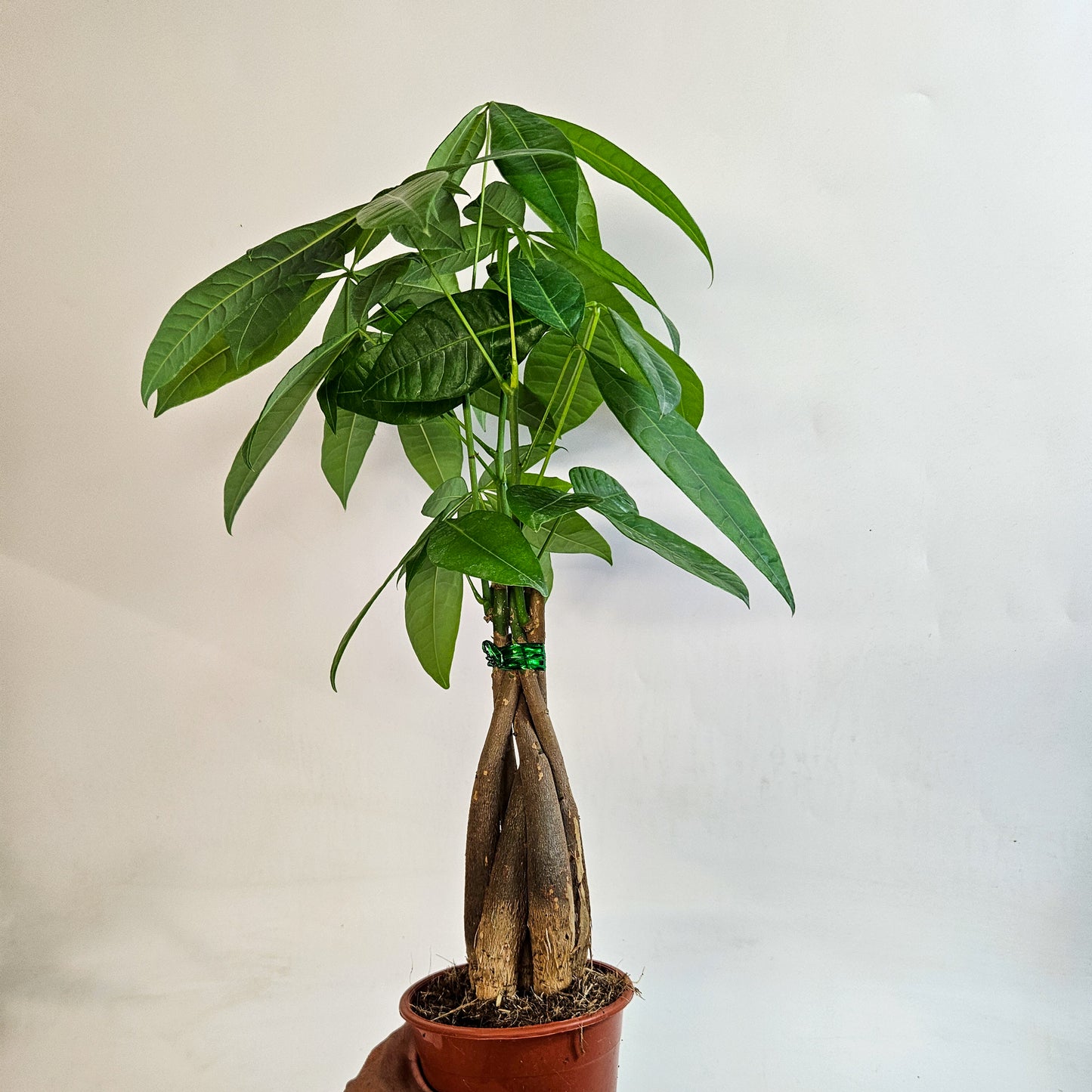 Pachira Aquatica 12cm H40cm